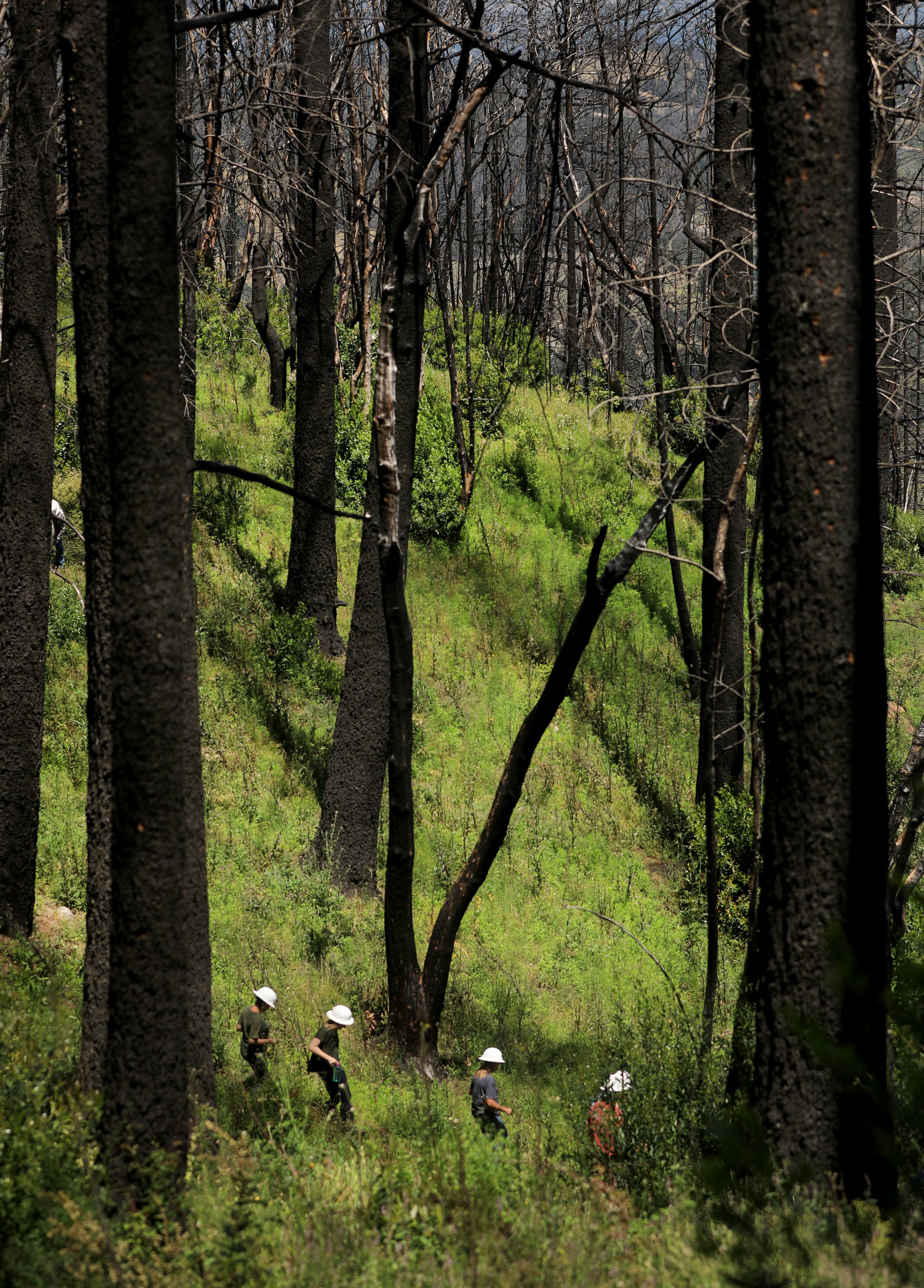 Large charred fir and oak trees tower above a group of Pepperwood Preserve employees as they hike a section of the forest that was severely damaged by the Tubbs fire, Tuesday, May 28, 2019. (Kent Porter / Press Democrat) 2019