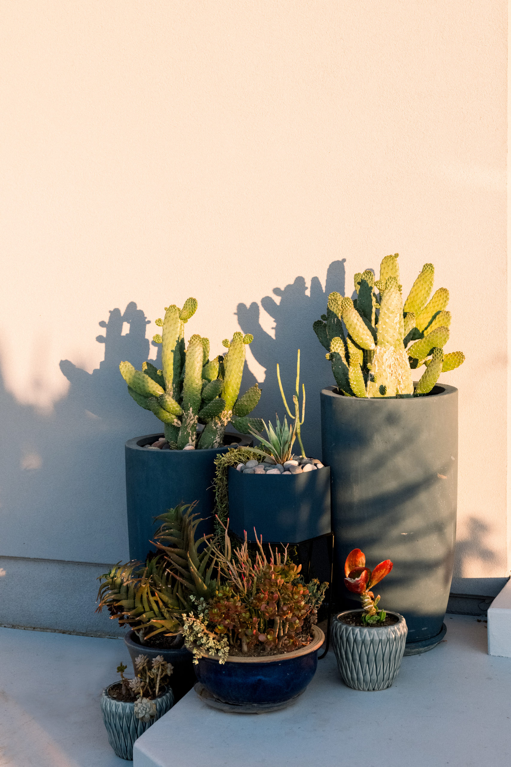 A cluster of potted succulents on the back deck, receive morning sun from the east. (Eileen Roche)