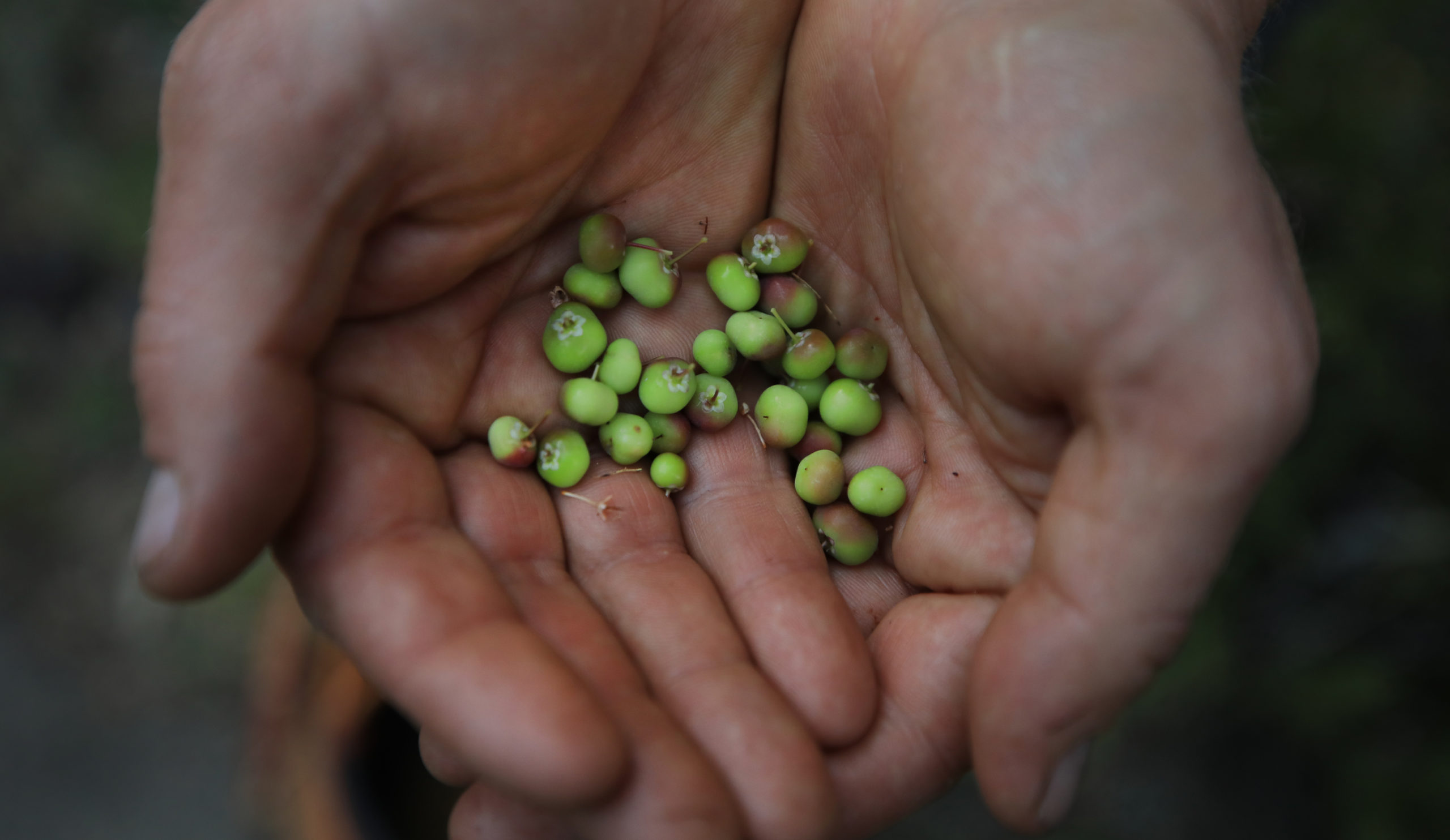 Manazanita berries. (Kent Porter / The Press Democrat) 