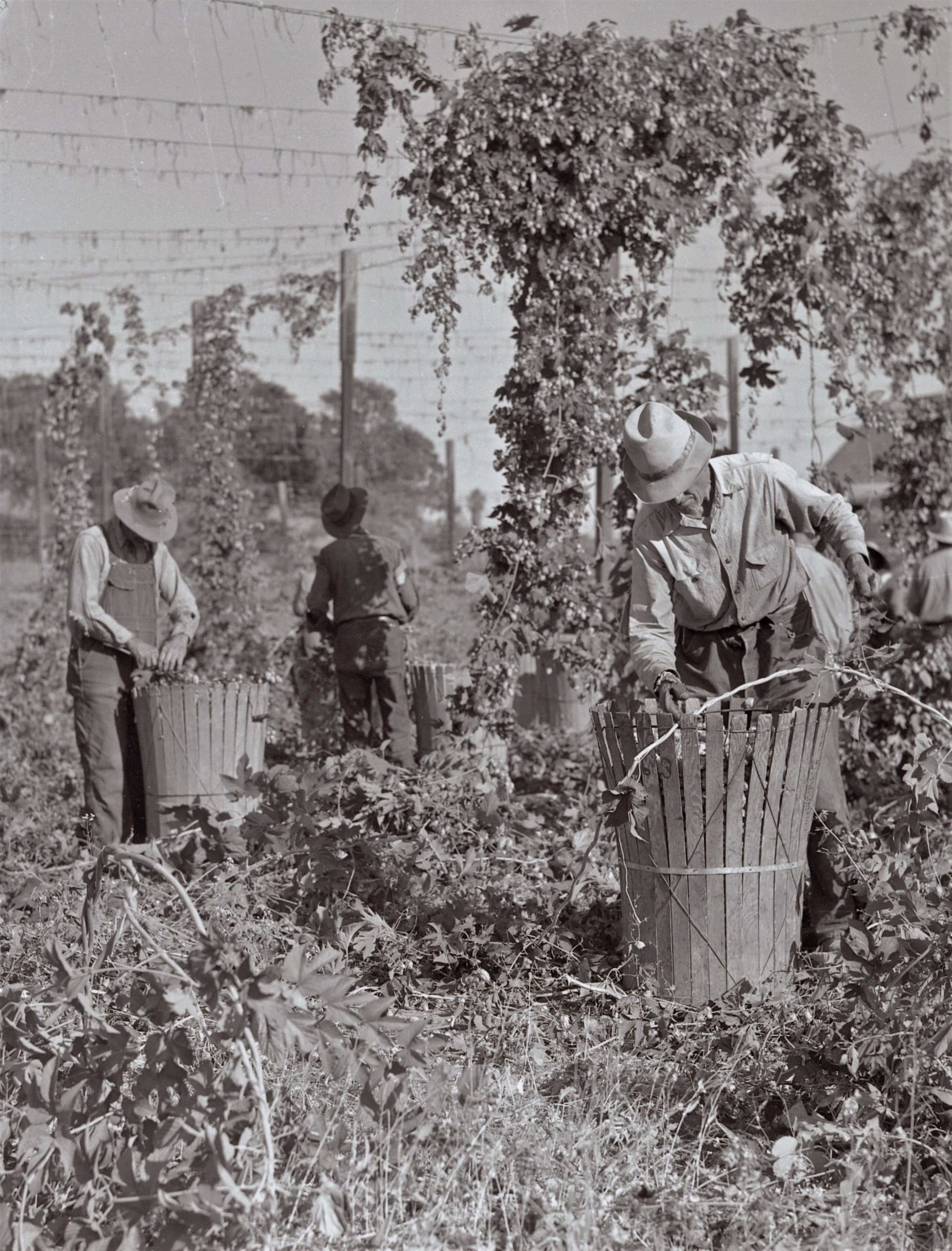 Stripping the hop vines near Wohler Road in Healdsburg in the 1920s. (SONOMA COUNTY LIBRARY)