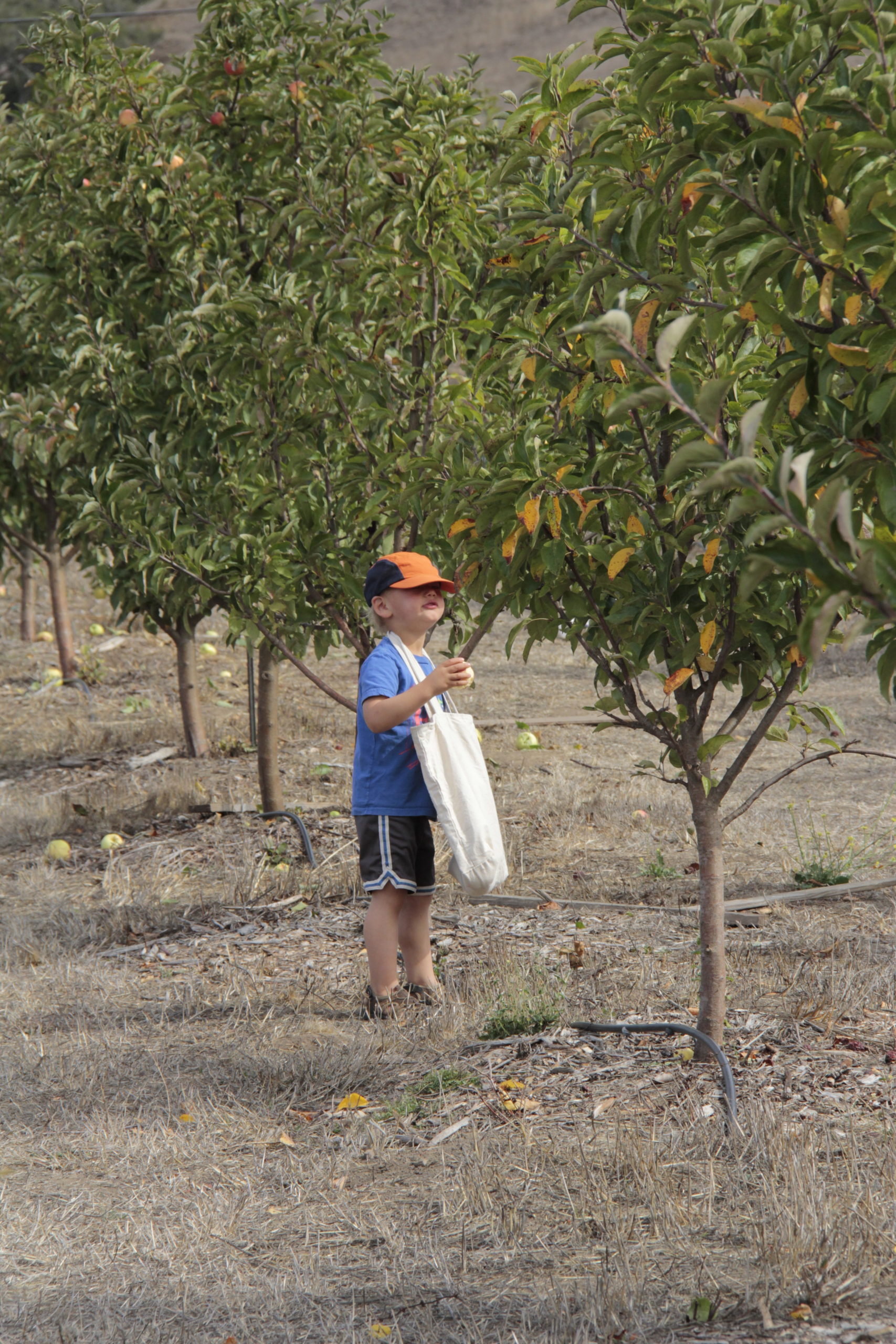 3 year old Rafi Brenman eating his way through the orchard.