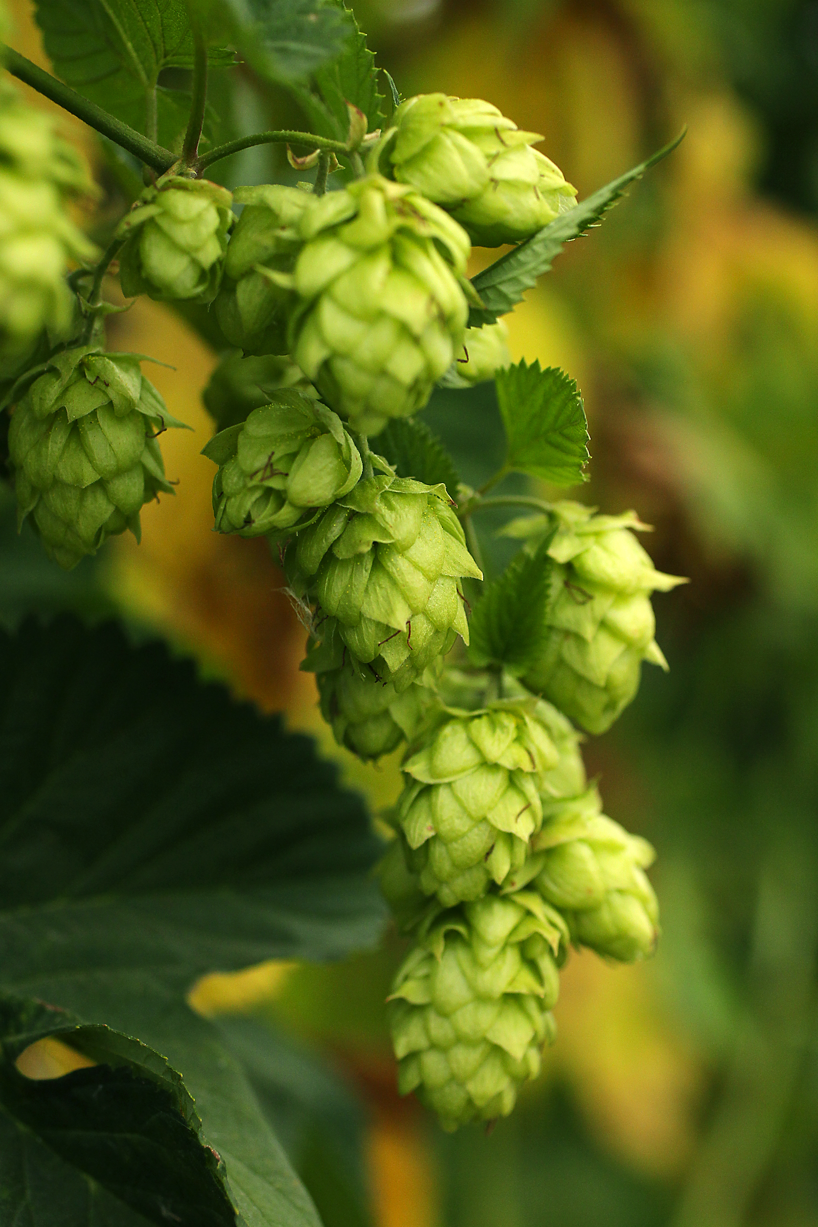 The first harvest of hops from the Ceja family's Carneros Brewing Company will be used in the 6 varieties of beers brewed in the new facility on Fremont Dr. outside of Sonoma.