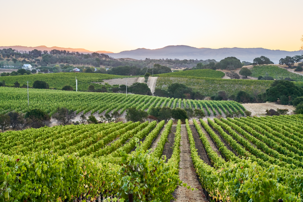 11 of the Most Instagrammable Wineries in Napa Valley | Sonoma Magazine