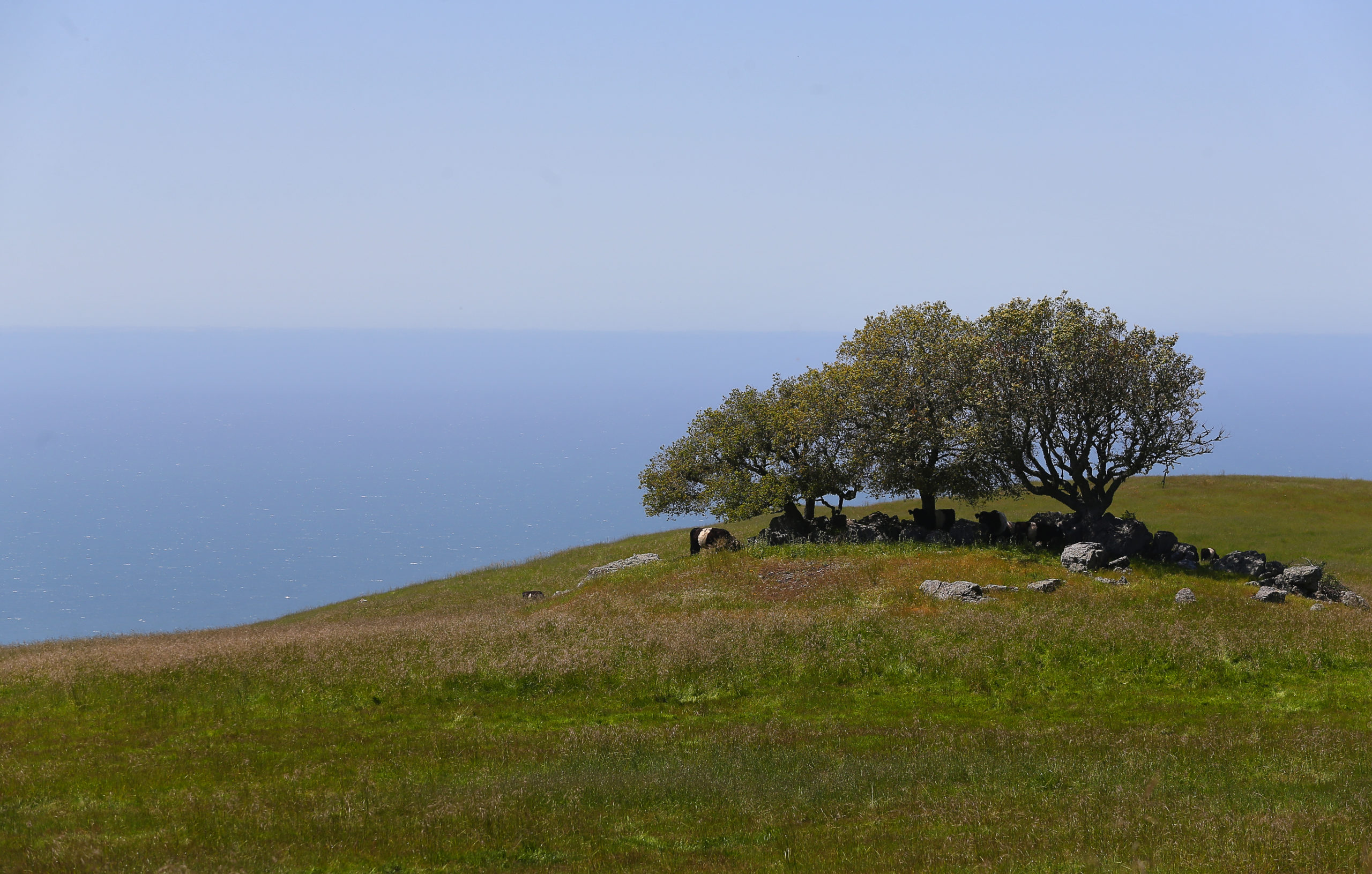A small stand of trees provide shade for cows at the Jenner Headlands Preserve, near Jenner. (Christopher Chung/The Press Democrat)
