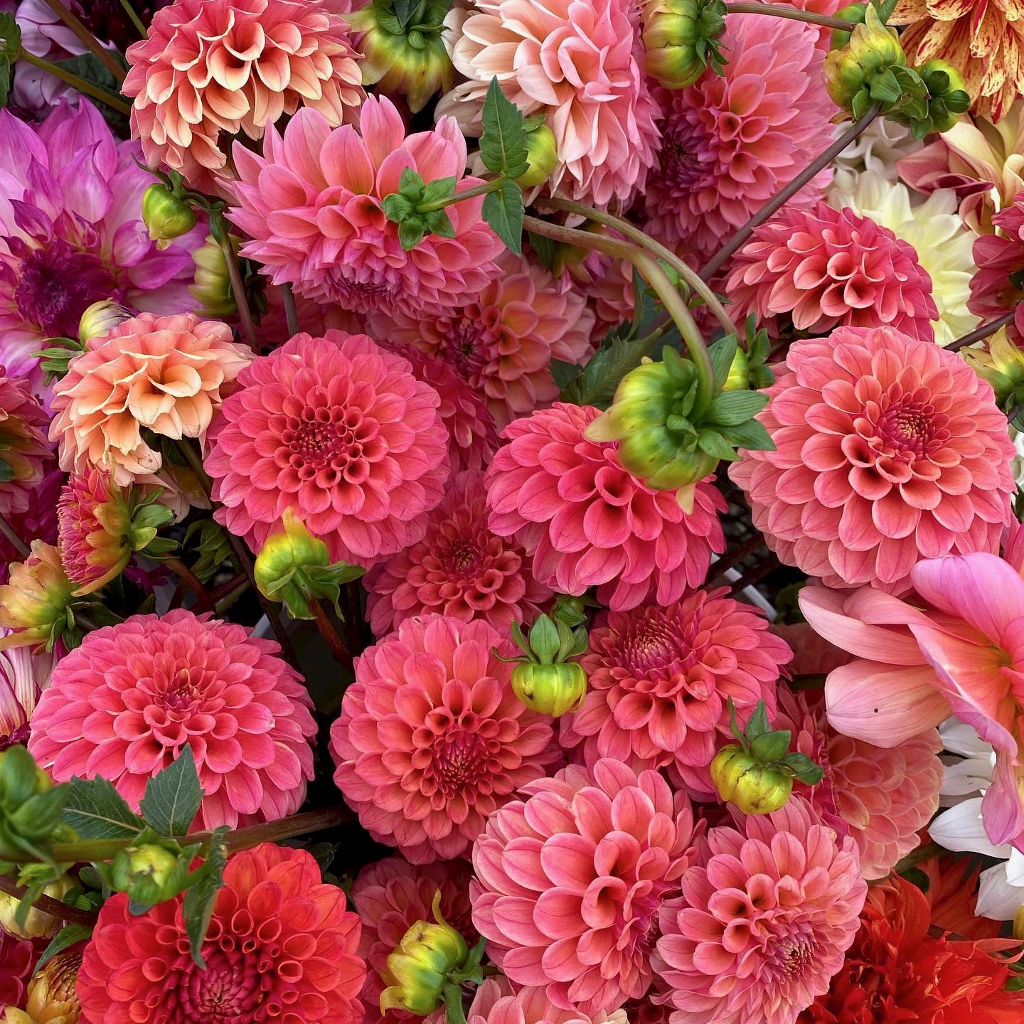 Dahlias at The Happy Dahlia Farm in Petaluma. (Courtesy of The Happy Dahlia Farm)