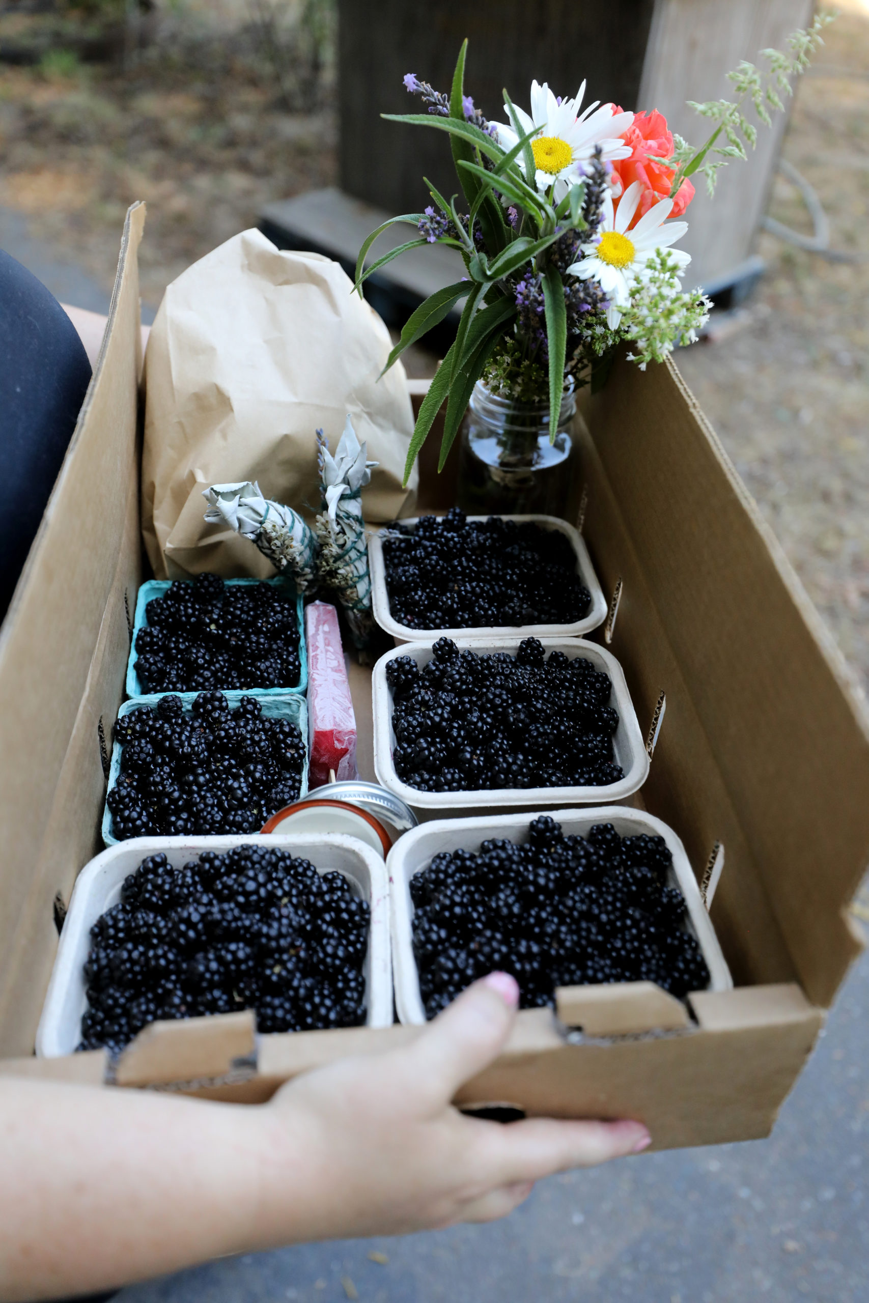 San Francisco resident Erica Stinemates heads out after picking blackberries to make jam at EARTHseed Farm in Sebastopol, Calif., on Saturday, July 24, 2021.(Beth Schlanker/The Press Democrat)