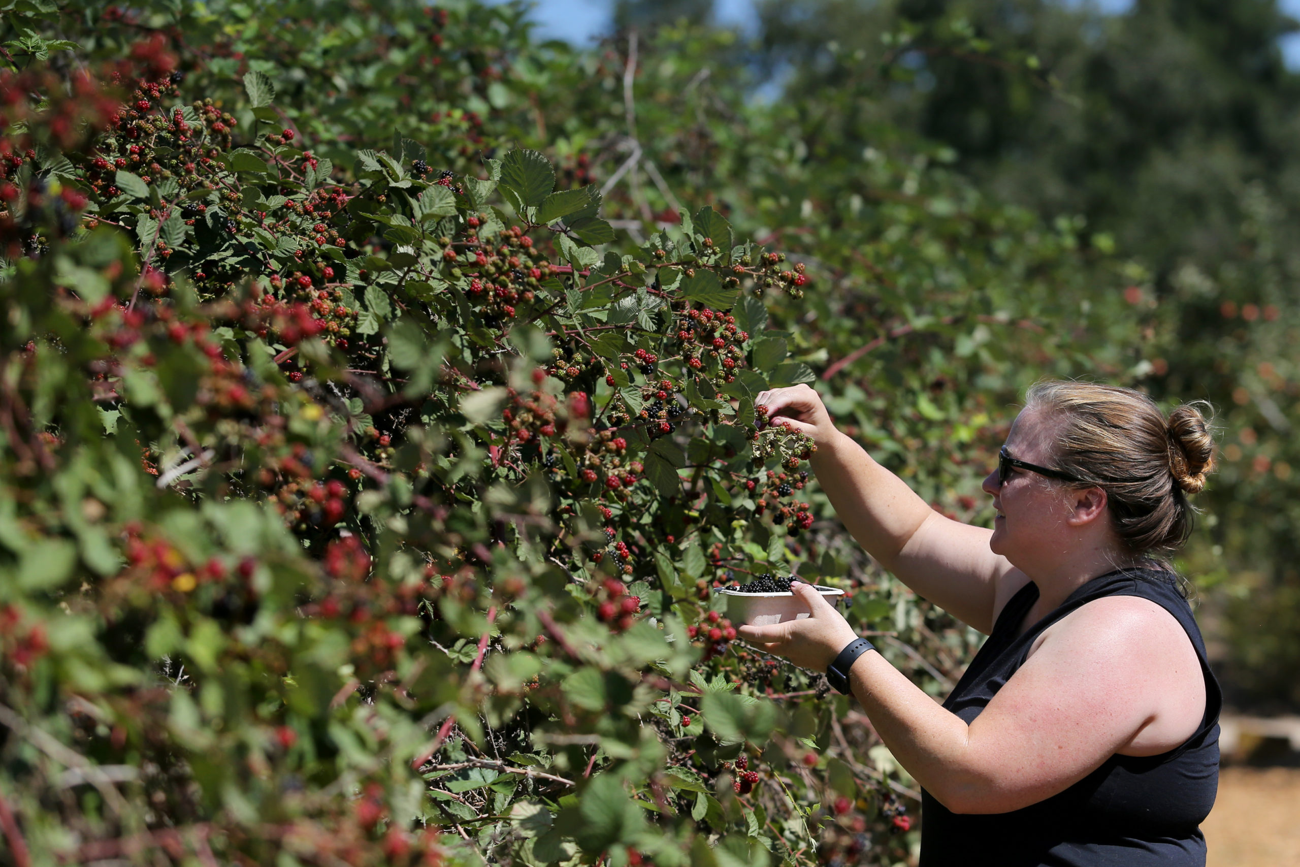 San Francisco resident Erica Stinemates picks blackberries to make jam at EARTHseed Farm in Sebastopol, Calif., on Saturday, July 24, 2021.(Beth Schlanker/The Press Democrat)