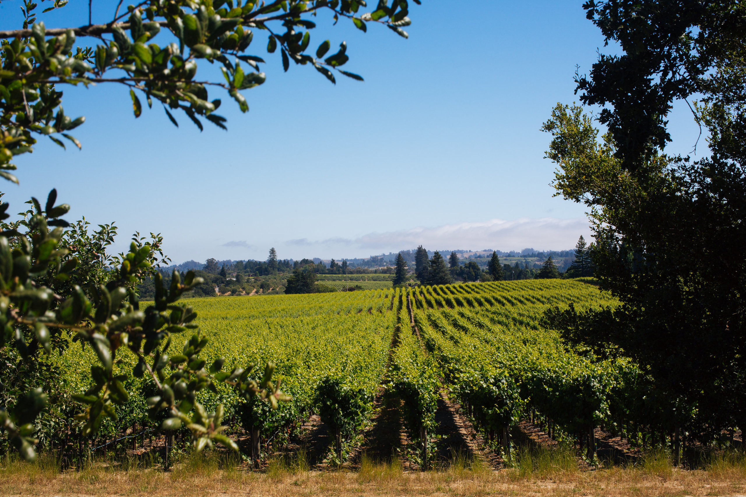 Emeritus Vineyards' Hallberg Ranch. (Courtesy of Emeritus Vineyards)