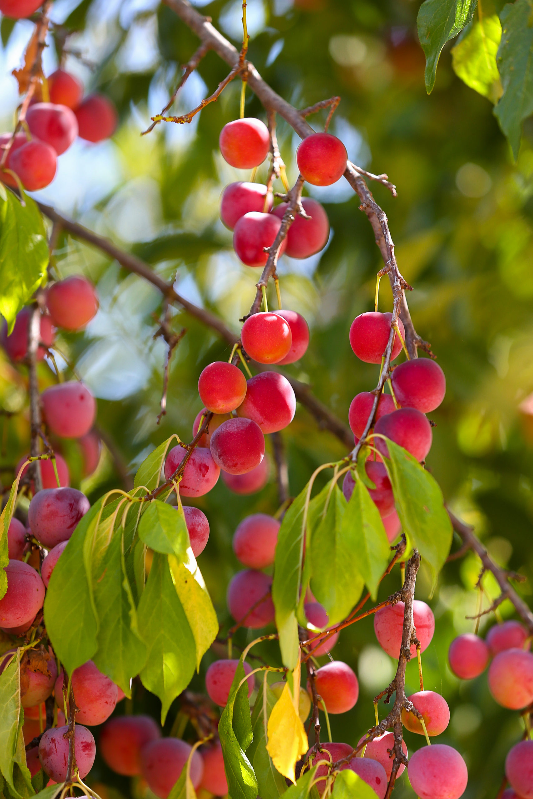 Wild plums ripen in the Dog Run Orchard at Fourteen Magpies Handmade Jams & Preserves in Santa Rosa on Wednesday, July 21, 2021. (Christopher Chung/ The Press Democrat)
