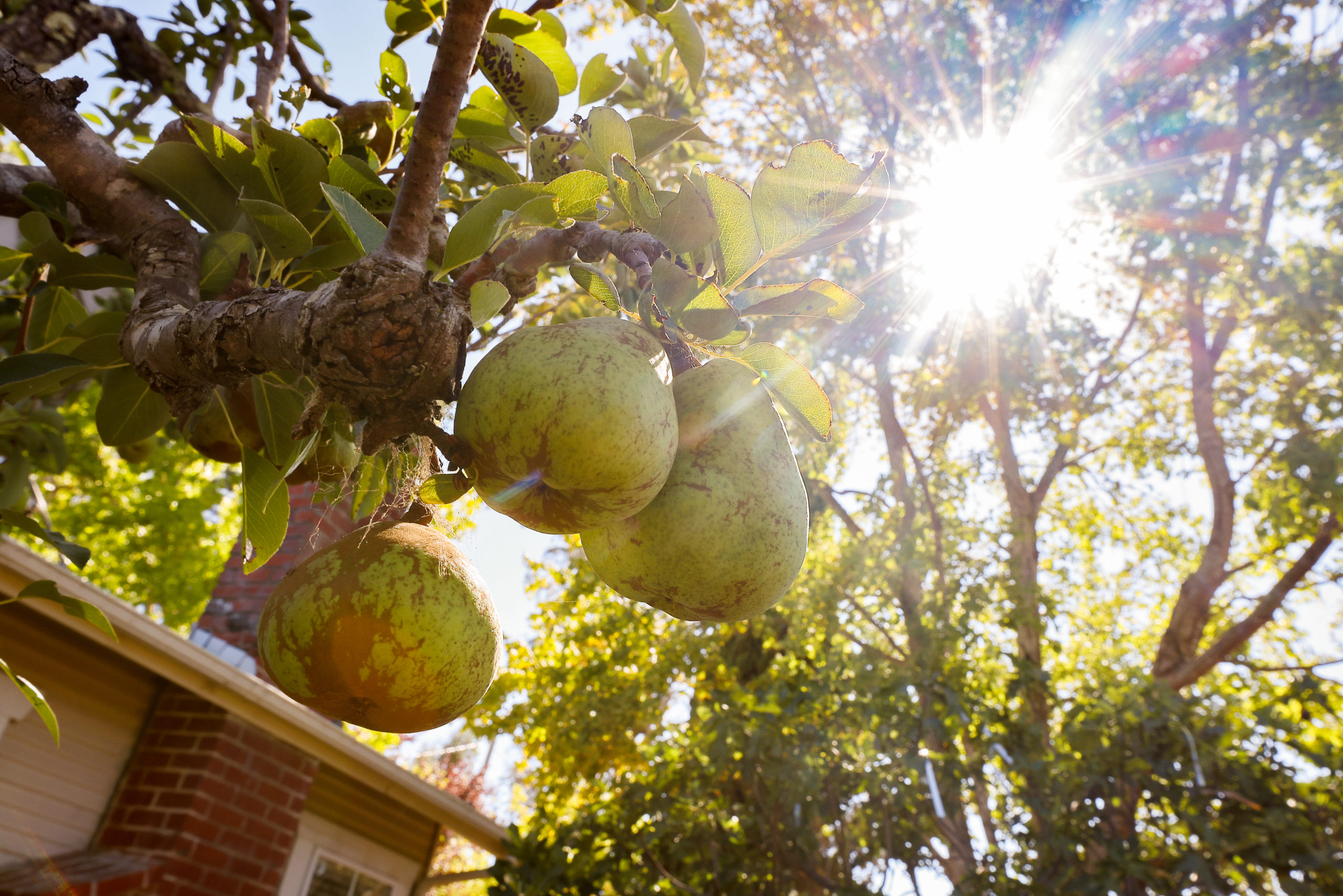 Bartlett pears grow at Fourteen Magpies Handmade Jams & Preserves in Santa Rosa on Wednesday, July 21, 2021. (Christopher Chung/ The Press Democrat)