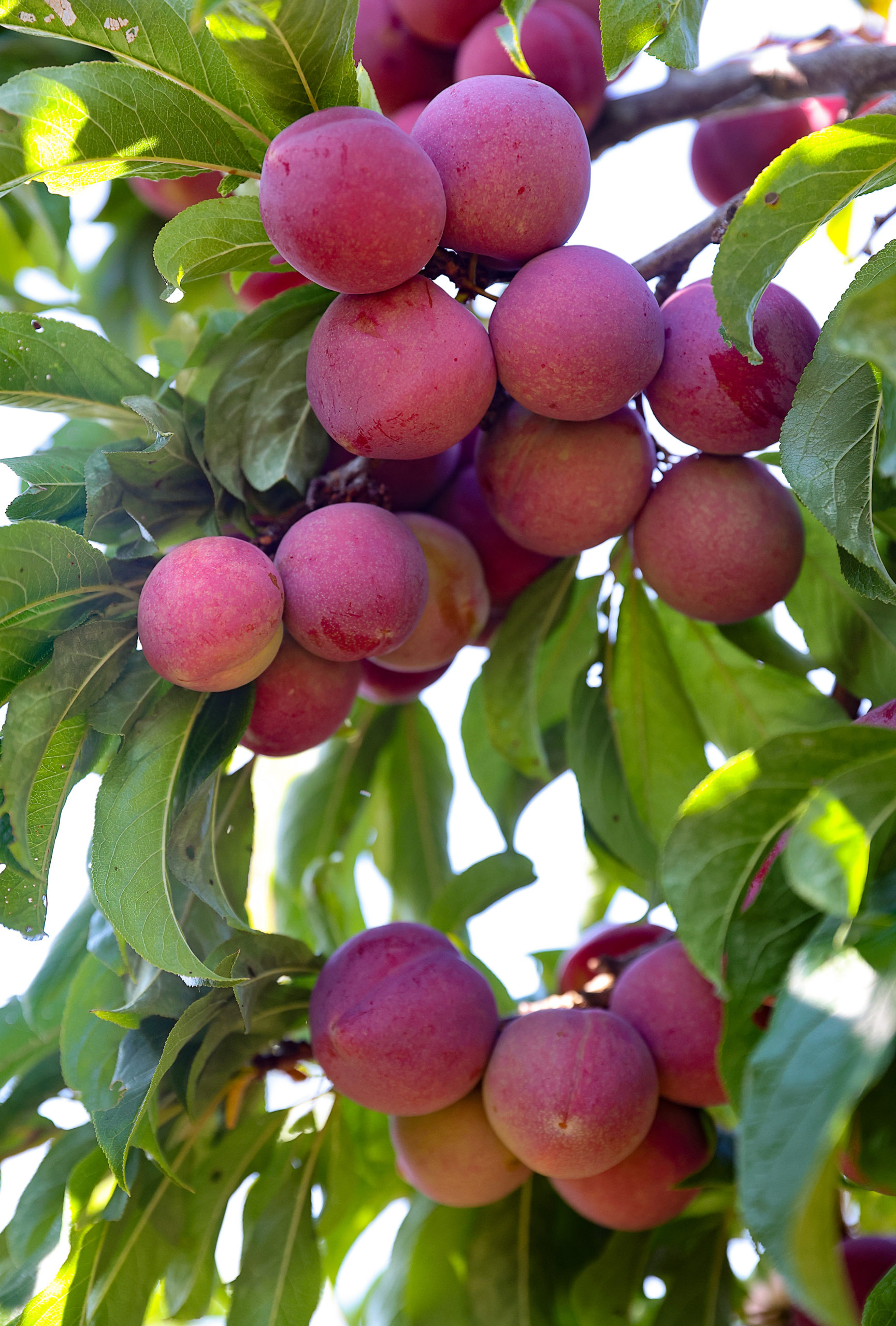 Plums