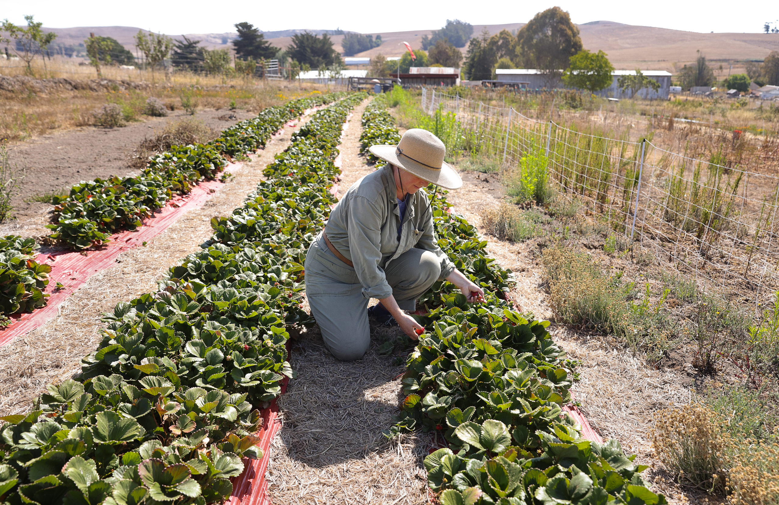 Veva Edelson picks strawberries at Piano Farm in Bloomfield on Wednesday, July 28, 2021. (Christopher Chung/ The Press Democrat)