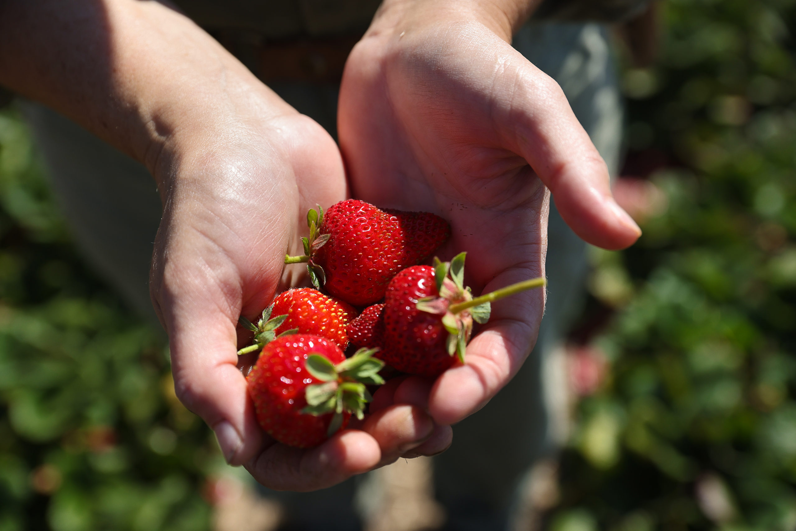 Freshly picked strawberries at Piano Farm in Bloomfield on Wednesday, July 28, 2021. (Christopher Chung/ The Press Democrat)