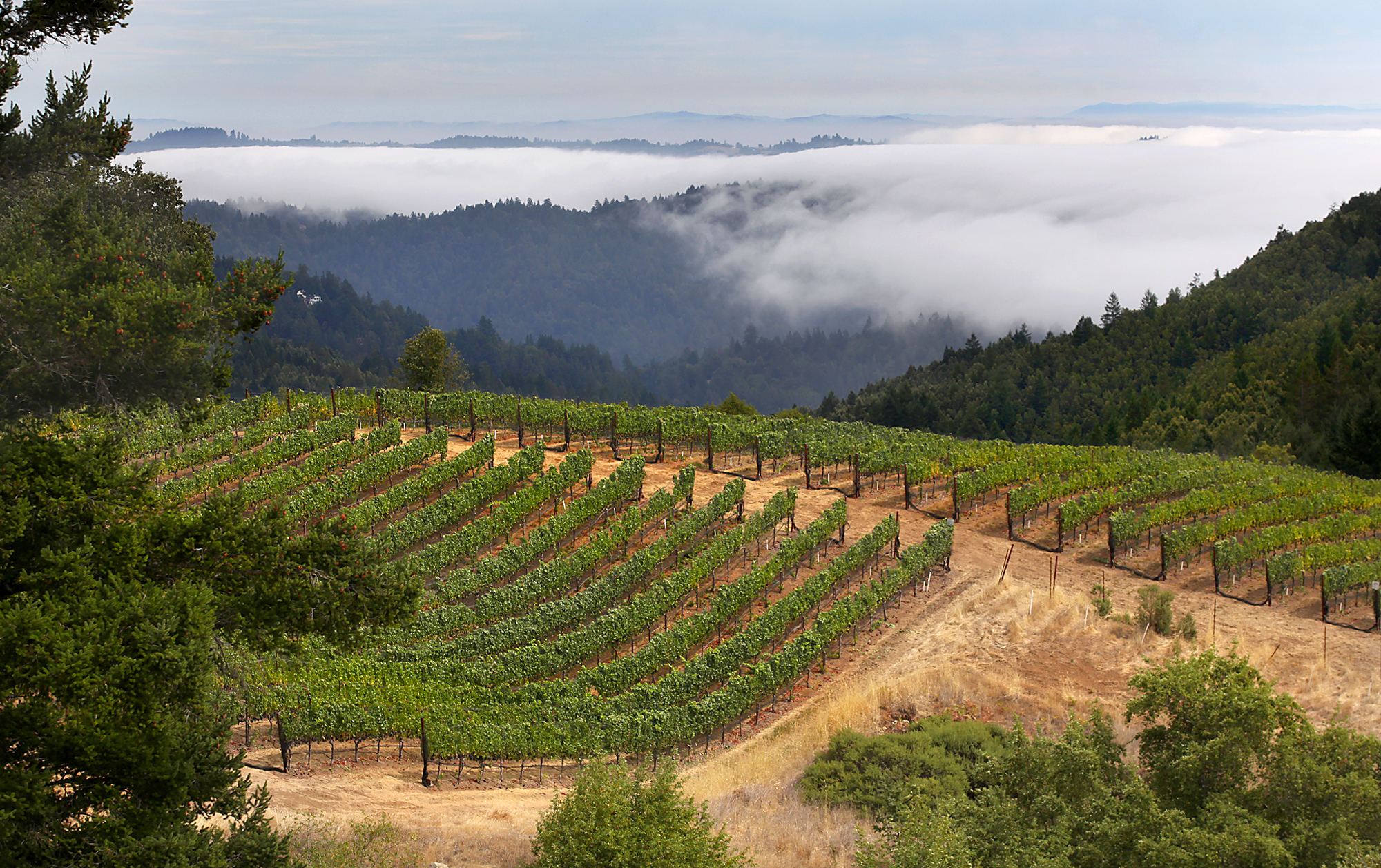 The Fort Ross Winery and Vineyard, owned by Lester and Linda Schwartz, overlooks the Pacific Ocean and the rolling timber strewn hills of northwestern Sonoma County on Myers Grade. (Kent Porter / Press Democrat)
