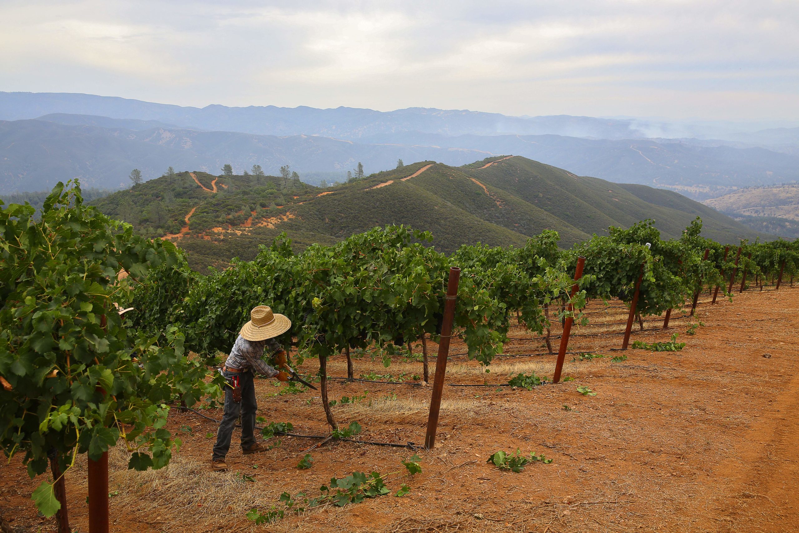 Eduardo Olmedo trims back the canopy at Shannon Ridge Vineyards, in Clearlake Oaks, as smoke from the Rocky Fire fills the air, on Tuesday, August 4, 2015. (Christopher Chung/The Press Democrat)