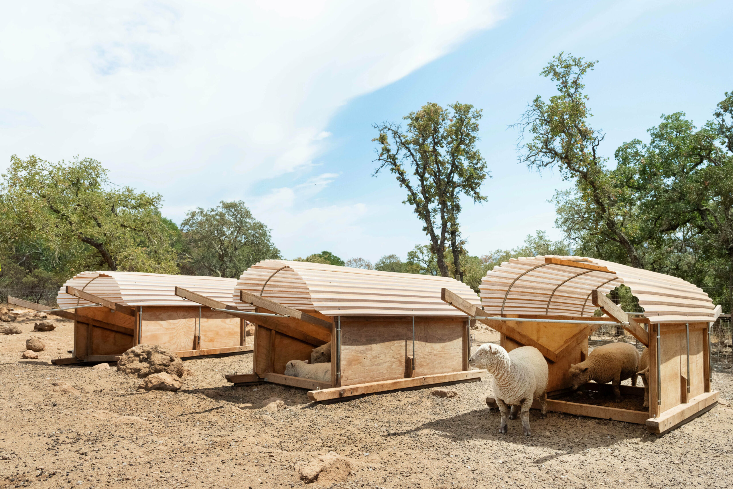 The winery’s chickens and sheep graze on cover crops grown in the vineyards, and their manure fertilizes the soil. “When you get the whole picture of so many diverse species, you can’t go wrong,” says farm manager Brandon Brédo. “They all have different jobs.” (Eileen Roche/for Sonoma Magazine)