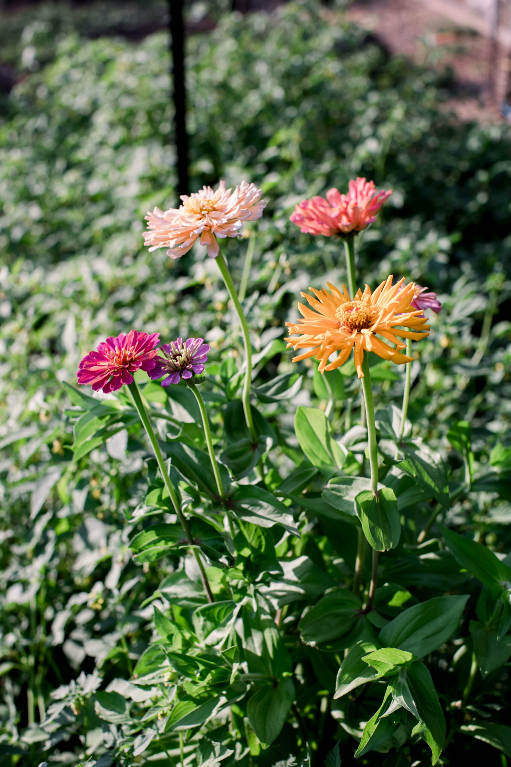 At Hanzell Farm & Vineyards in Sonoma. (Eileen Roche/for Sonoma Magazine)