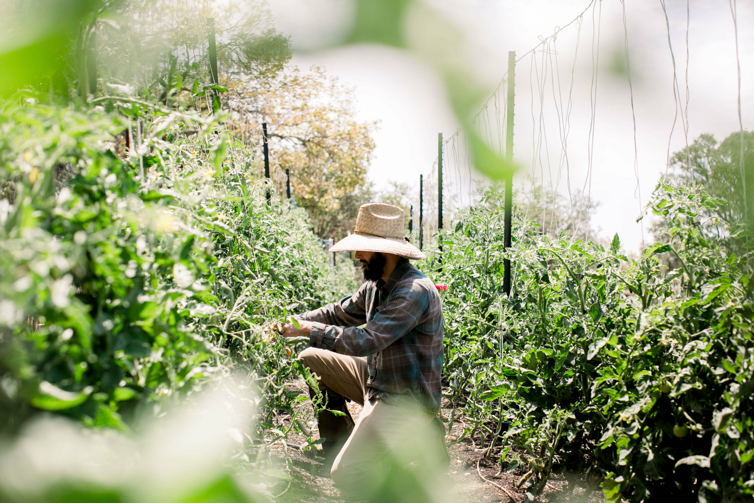 Jardine and his wife farm several vegetable patches at the winery, which yield several thousand pounds of food a year. (Eileen Roche/for Sonoma Magazine)