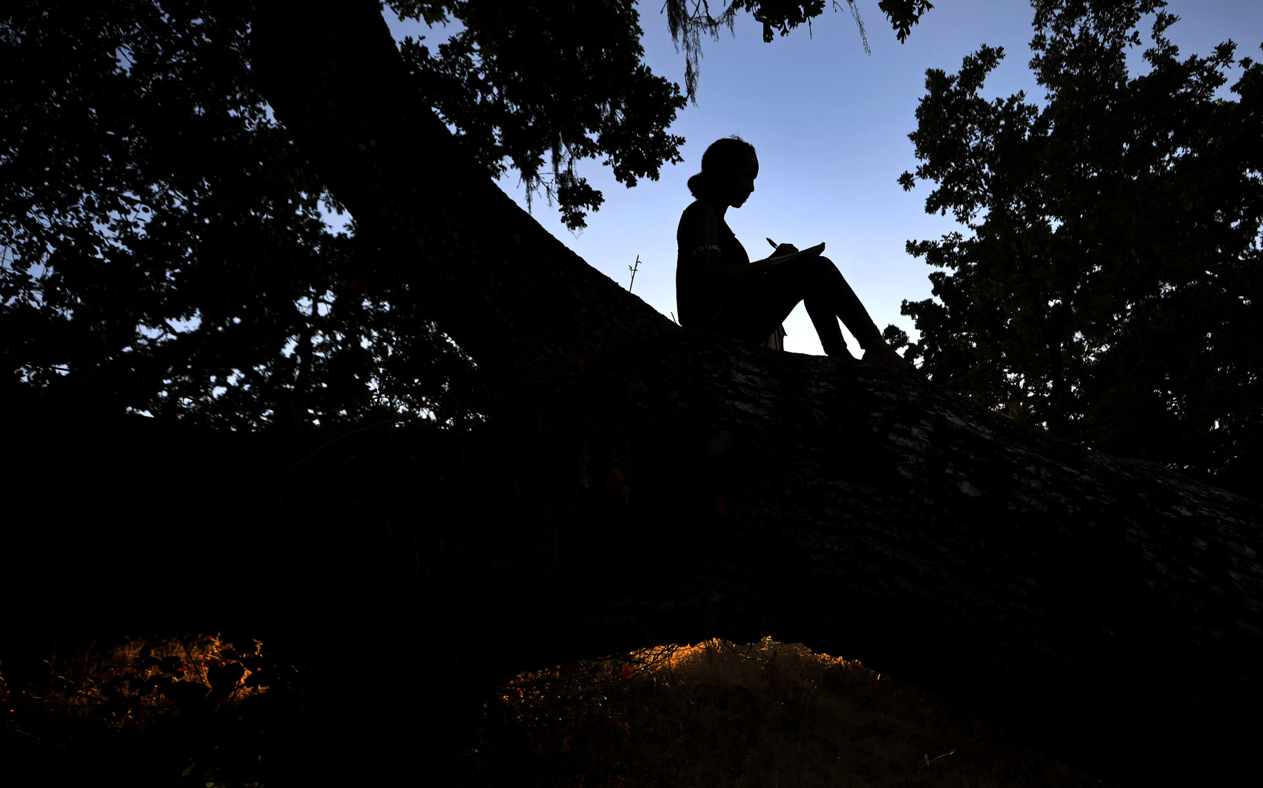 Shugri Salh has a favorite spot in the branches of a tree in Crane Creek Regional Park, where she goes to walk, write and mediate. (Kent Porter / The Press Democrat) 