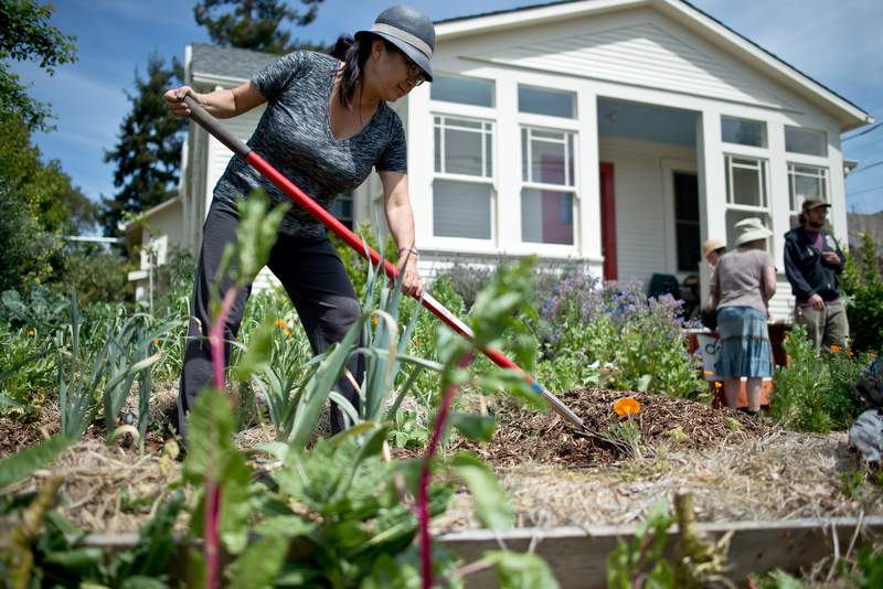 Sasha Lee spreads mulch along a garden path during a work party with Daily Acts in Petaluma, Calif., on April 13, 2013. (Alvin Jornada / The Press Democrat)