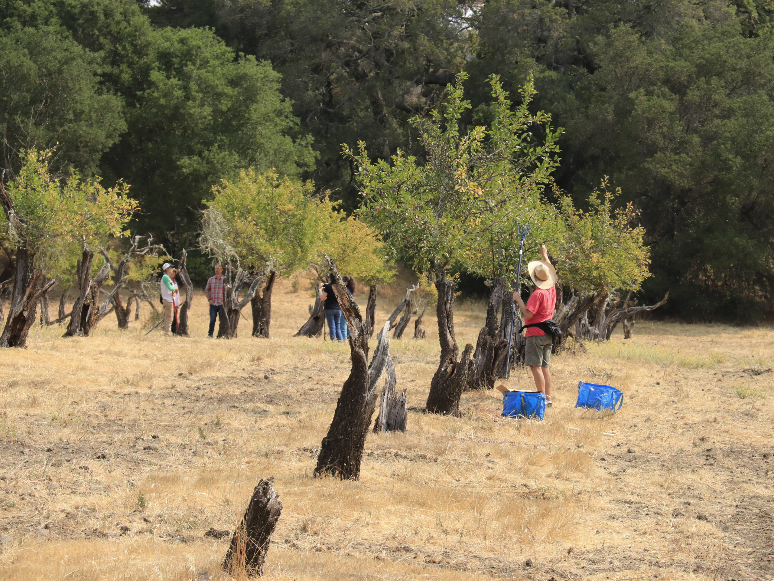 Volunteer gleaners for Farm to Pantry work a 110-year-old orchard now on Jack London State Park property, harvesting plums and other fruit for Sonoma County people in need. Aug. 14, 2021. (Christian Kallen/Sonoma Index-Tribune)