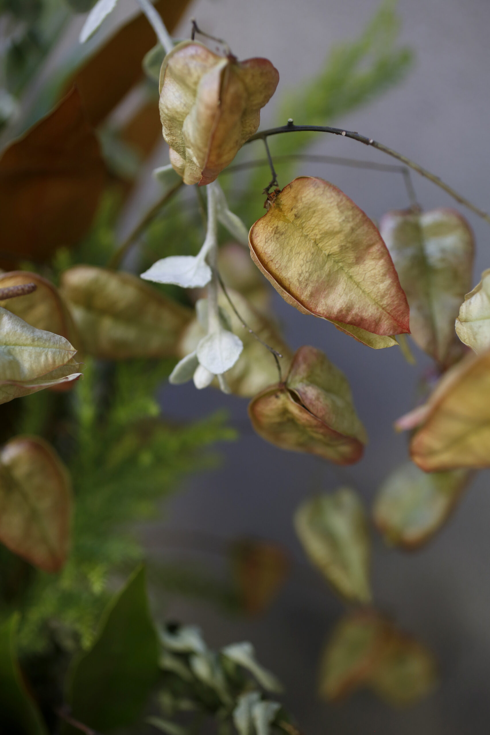 Koelreuteria paniculata, commonly called golden raintree, is incorporated in a a wreath by Tali Bouskila, owner of Flower Casita, in Petaluma, Calif., on Monday, September 20, 2021.(Beth Schlanker/The Press Democrat)