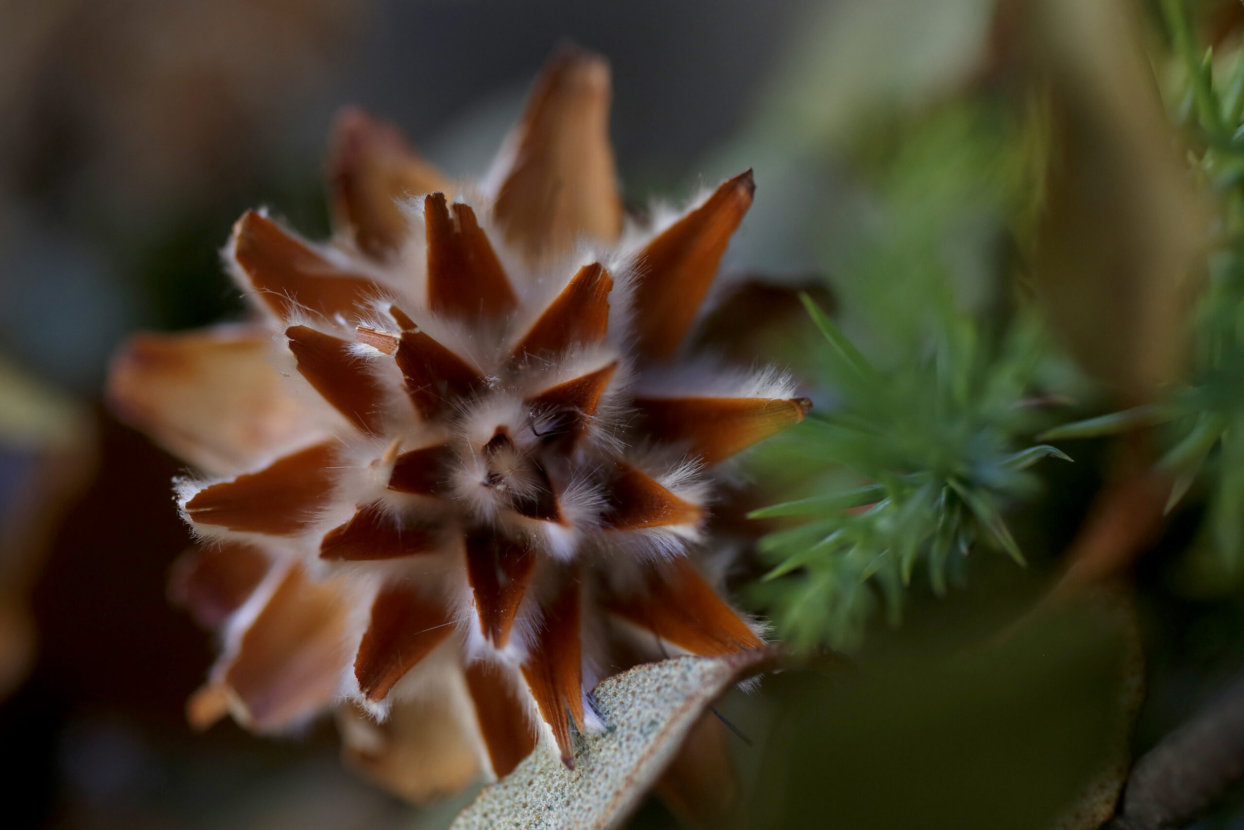 Dried Leucadendron is used in a wreath made by Tali Bouskila, owner of Flower Casita in Petaluma. (Beth Schlanker/The Press Democrat)