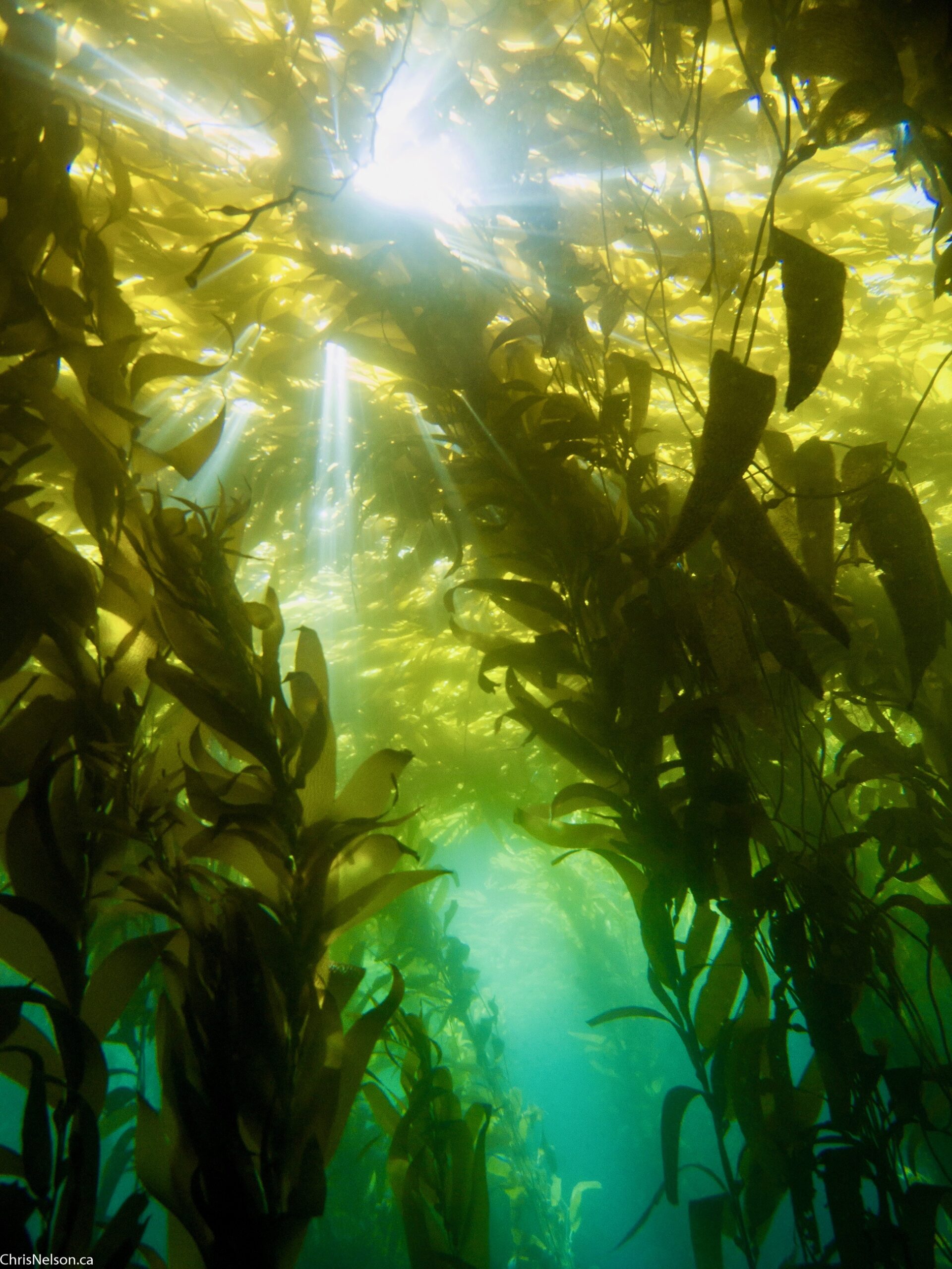 Sun rays under the kelp