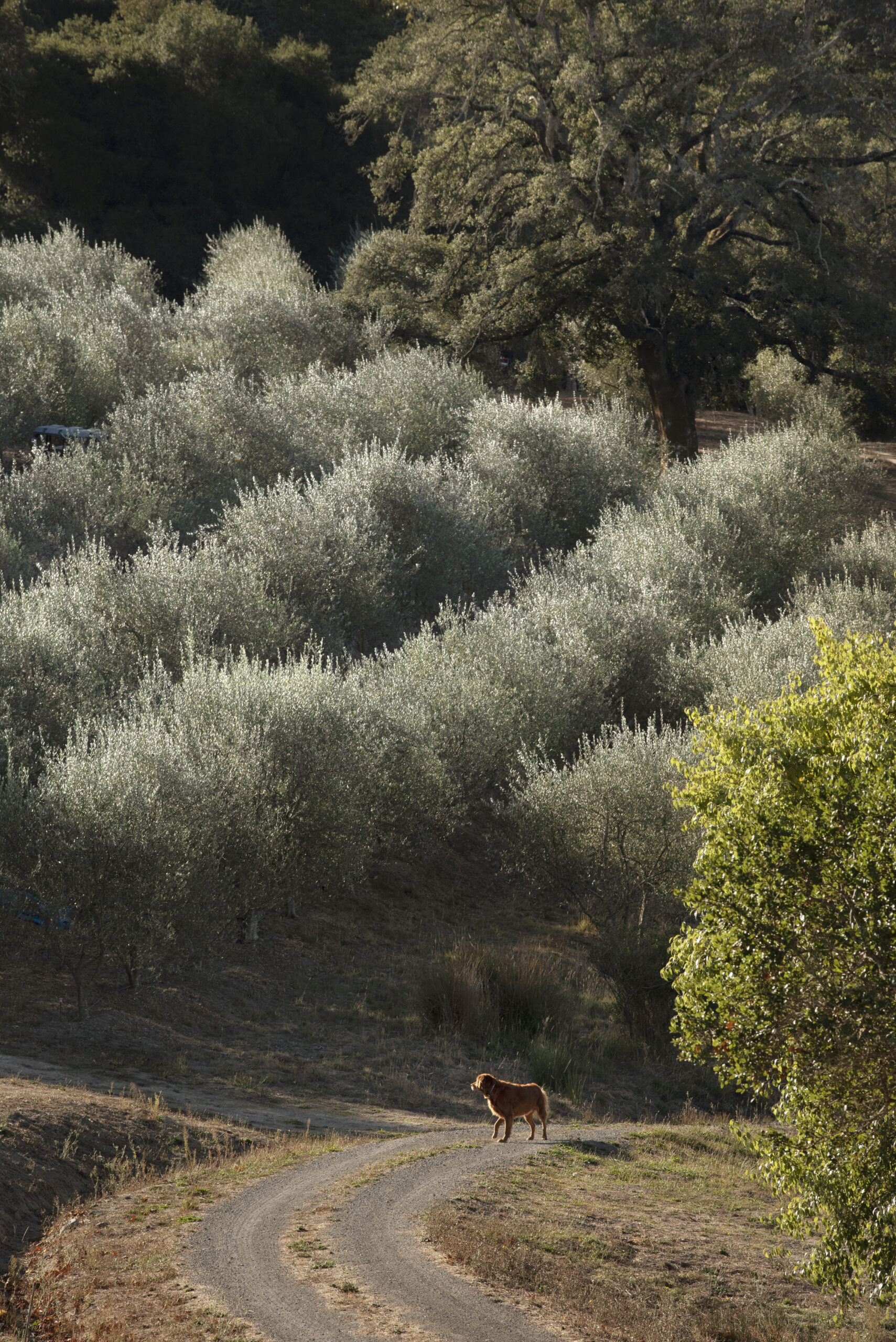 Olive trees nestled between rows of vineyards during olive harvest at Baker Lane Vineyards in Sebastopol, California, November 8, 2018. (Photo: Erik Castro/for Sonoma Magazine)