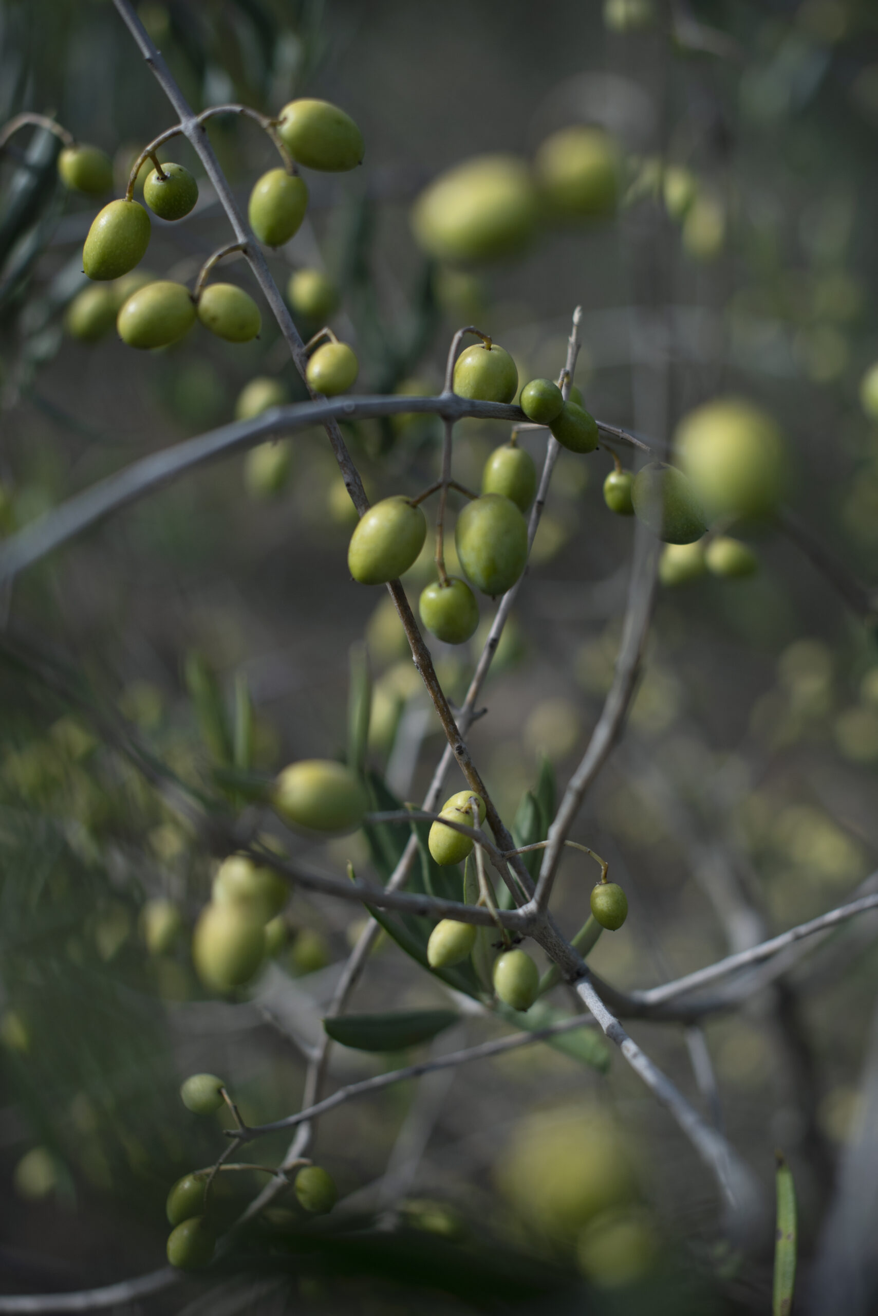Olives ready for the picking during olive harvest at Baker Lane Vineyards in Sebastopol, California, November 8, 2018. (Photo: Erik Castro/for Sonoma Magazine)
