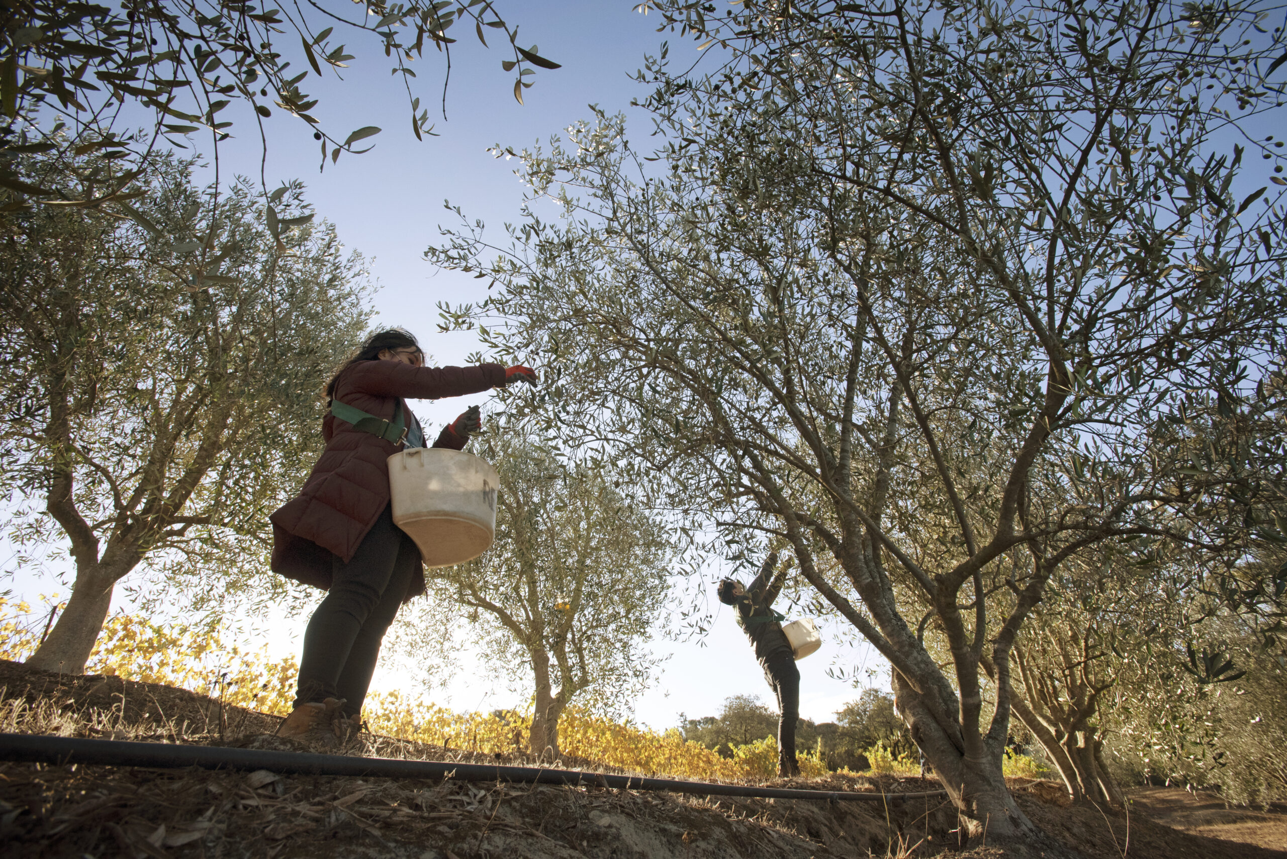 Ann Bui, left, and William Liow of Oakland, California volunteered to pick olives during olive harvest at Baker Lane Vineyards in Sebastopol, California, November 8, 2018. (Photo: Erik Castro/for Sonoma Magazine)