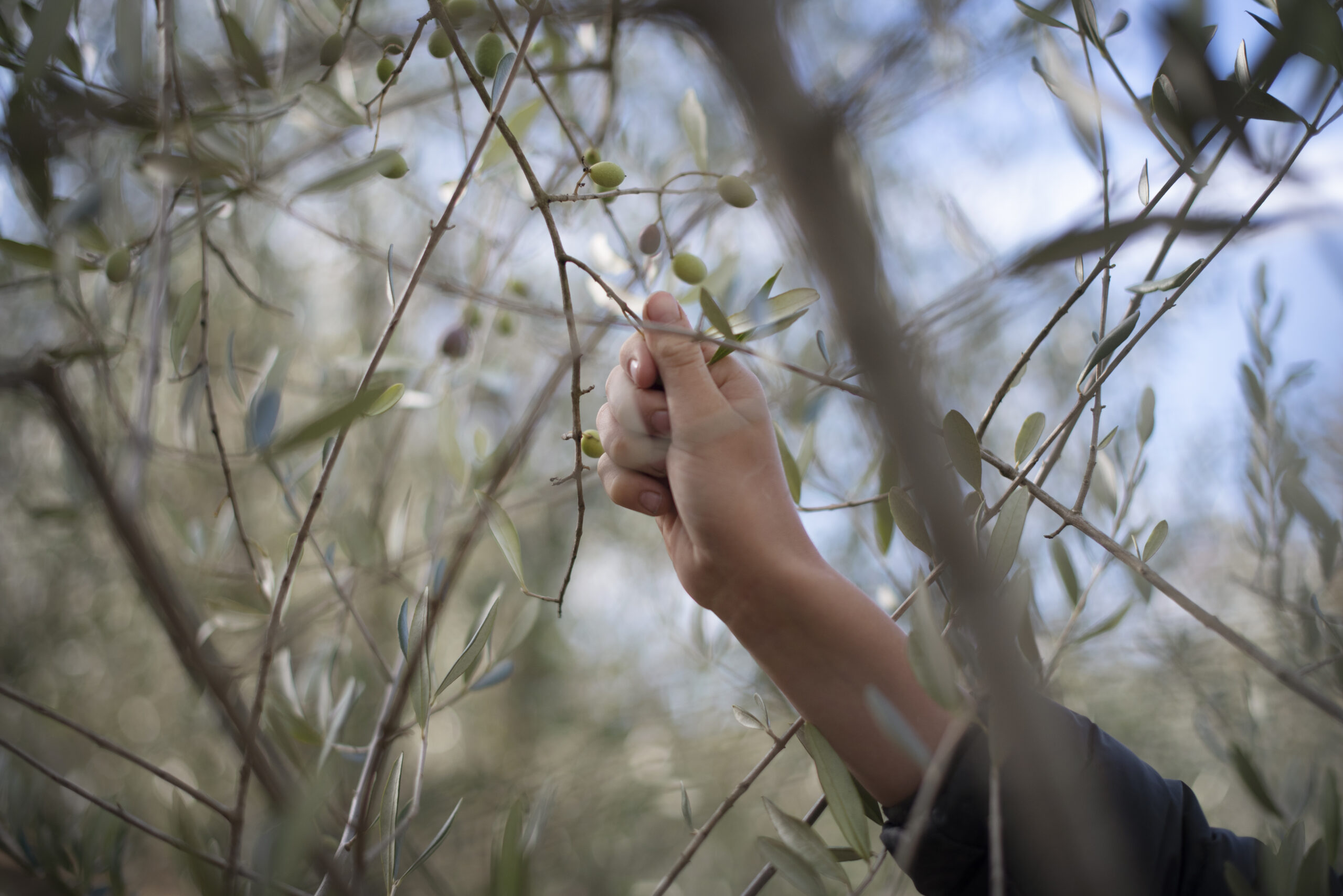 The hand of a young boy, Ruben Howell, 11, picking olives during olive harvest at Baker Lane Vineyards in Sebastopol, California, November 8, 2018. (Photo: Erik Castro/for Sonoma Magazine)