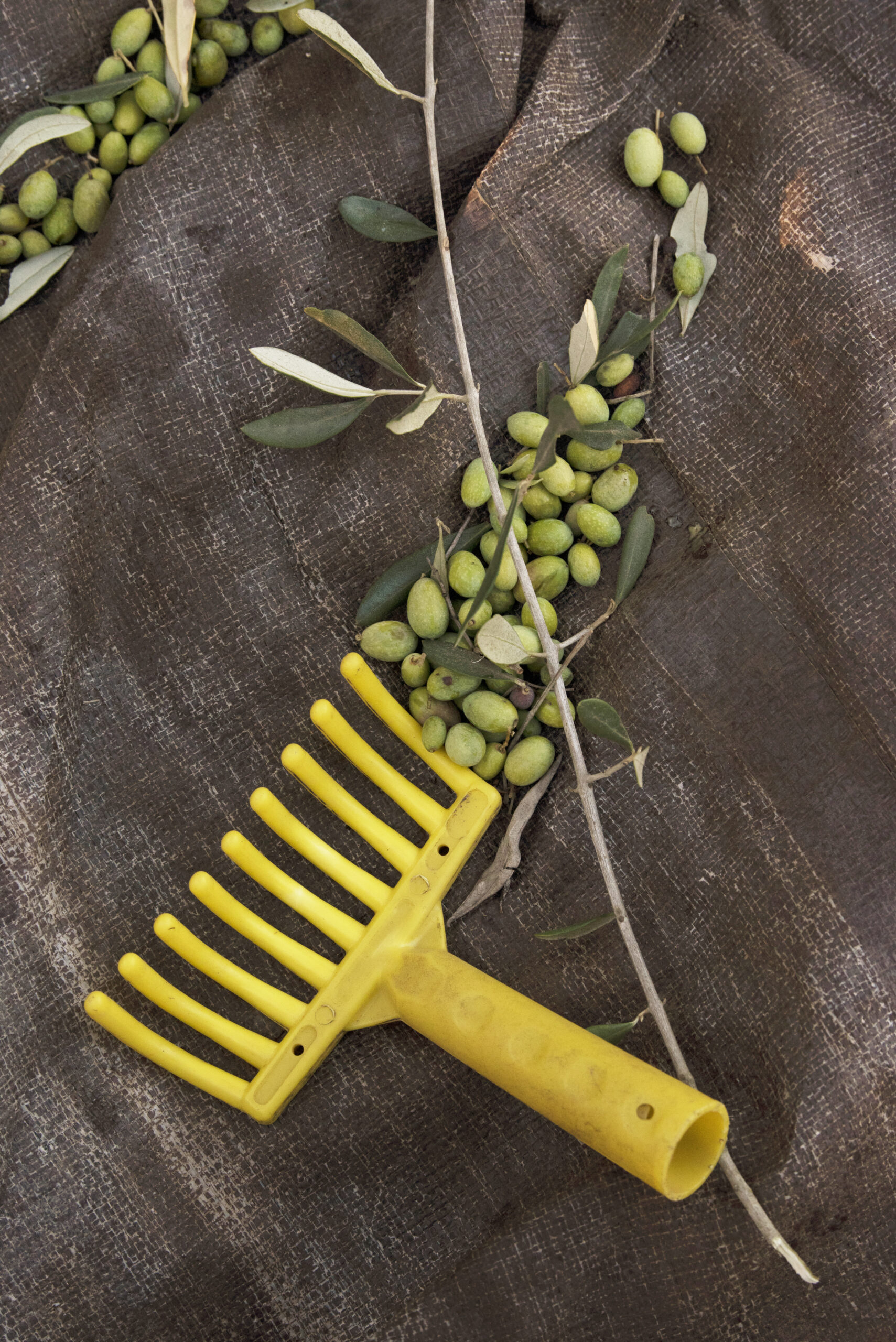 The small plastic rakes used to pick olives during olive harvest at Baker Lane Vineyards in Sebastopol, California, November 8, 2018. (Photo: Erik Castro/for Sonoma Magazine)