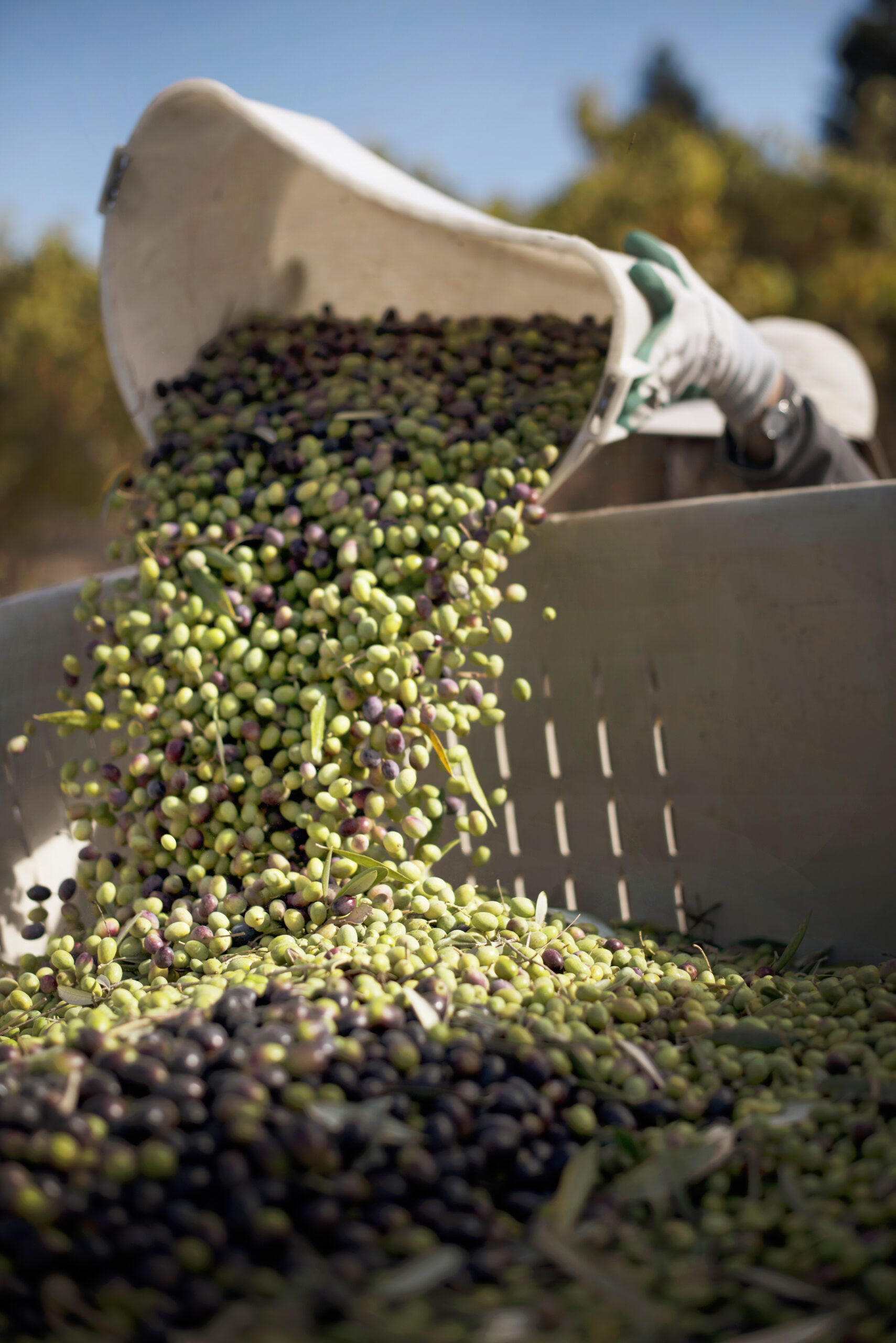 A bin in the back of a pickup truck is filling will olives during olive harvest at Baker Lane Vineyards in Sebastopol, California, November 8, 2018. (Photo: Erik Castro/for Sonoma Magazine)