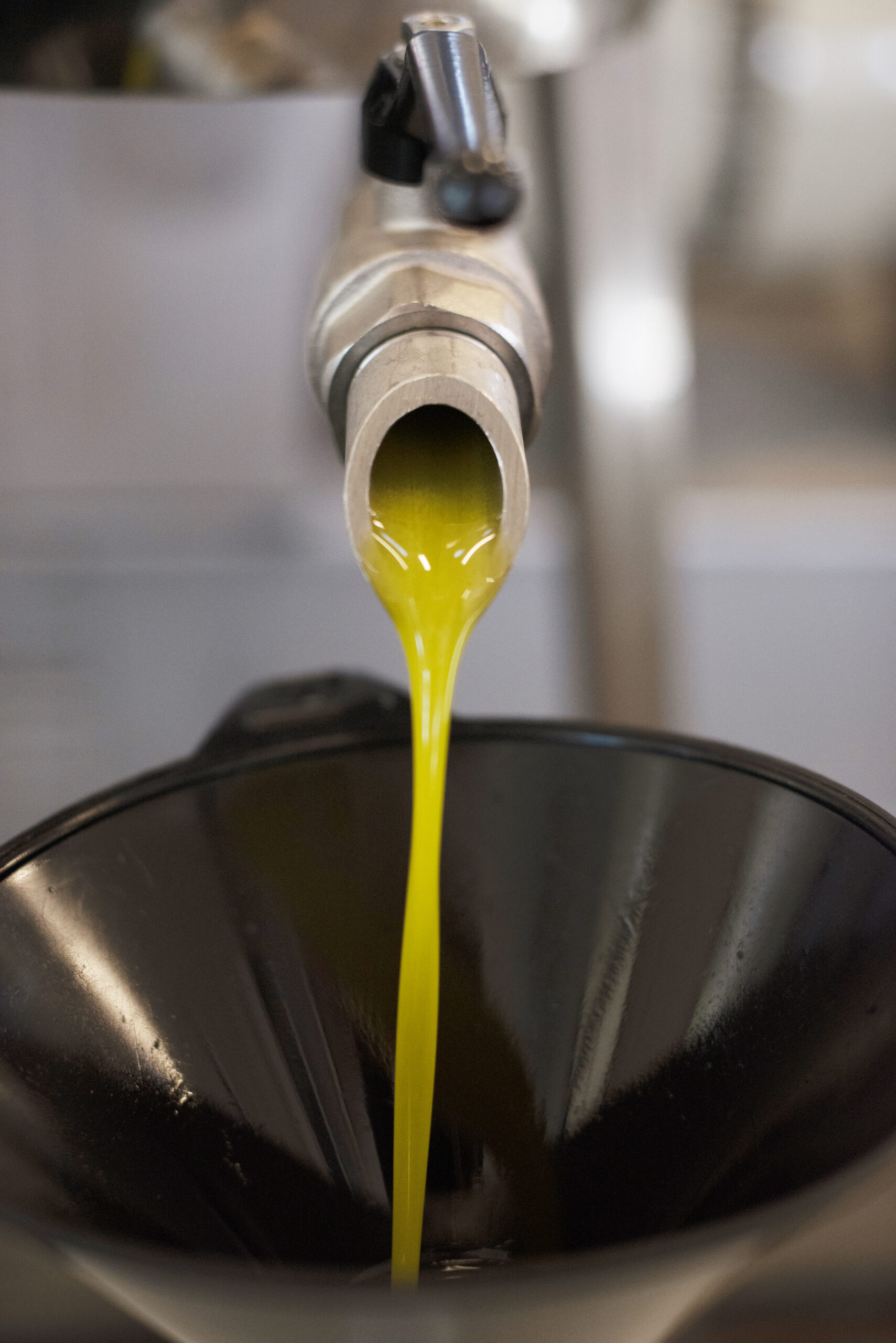 Olive oil pouring out of a spout into a large plastic container at Gold Ridge Organic Farms custom milling service facility in Sebastopol, California, November 9, 2018. (Photo: Erik Castro/for Sonoma Magazine)