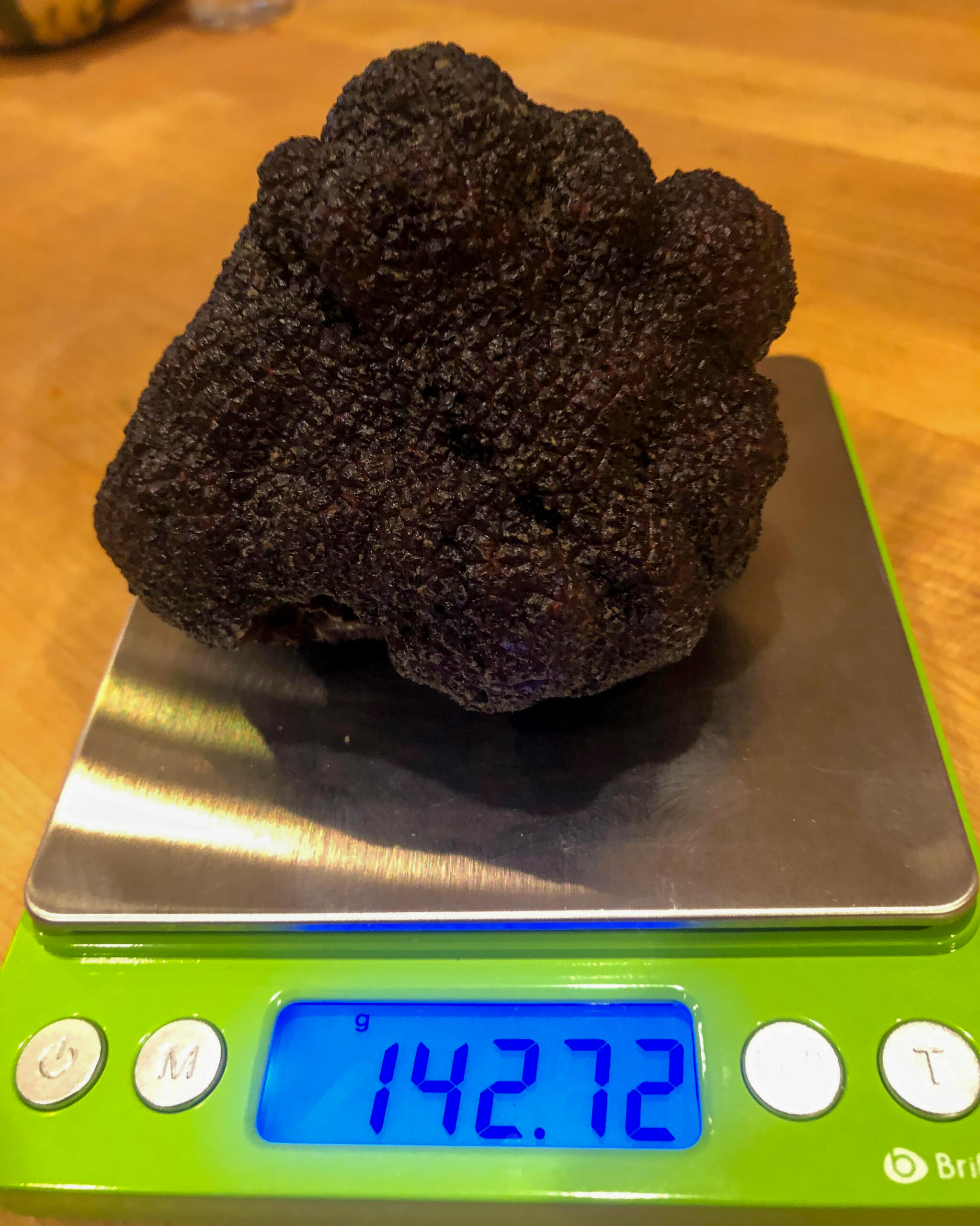 The black truffle found by Seth Angerer. Photo: Fran Angerer