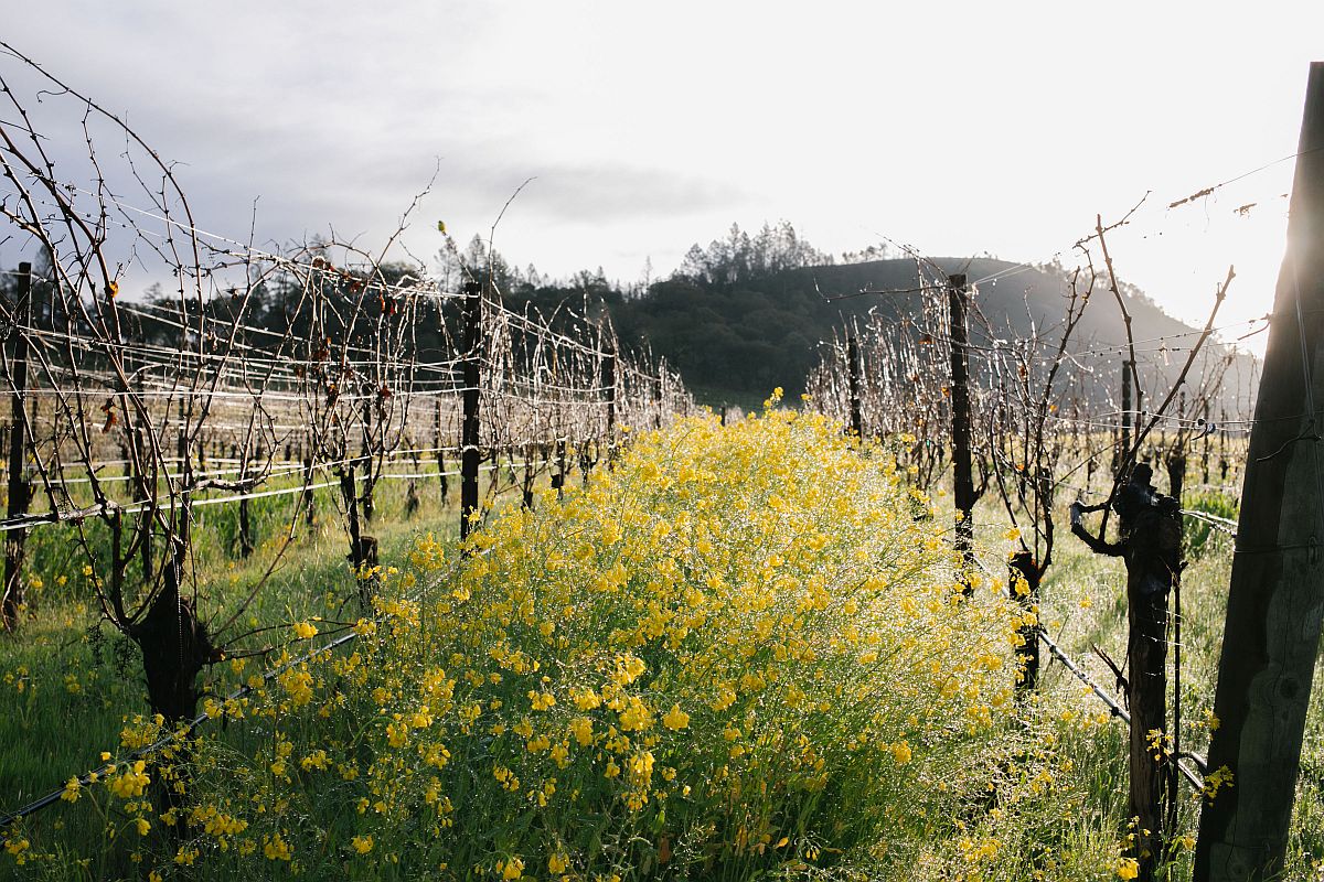 Mustard in vineyard at Medlock Ames in Healdsburg