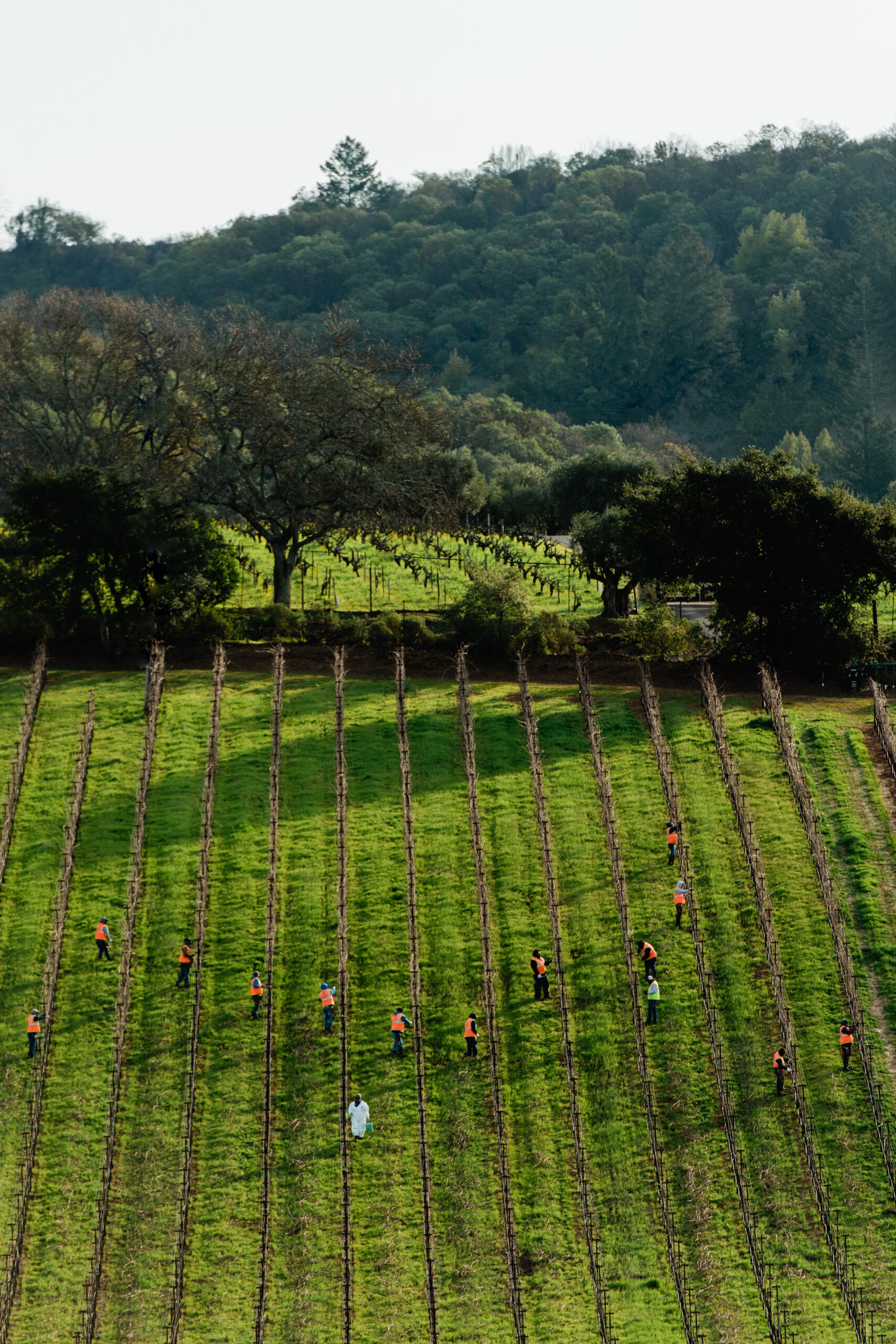 Garcia Vineyard management working the rows at Kunde.