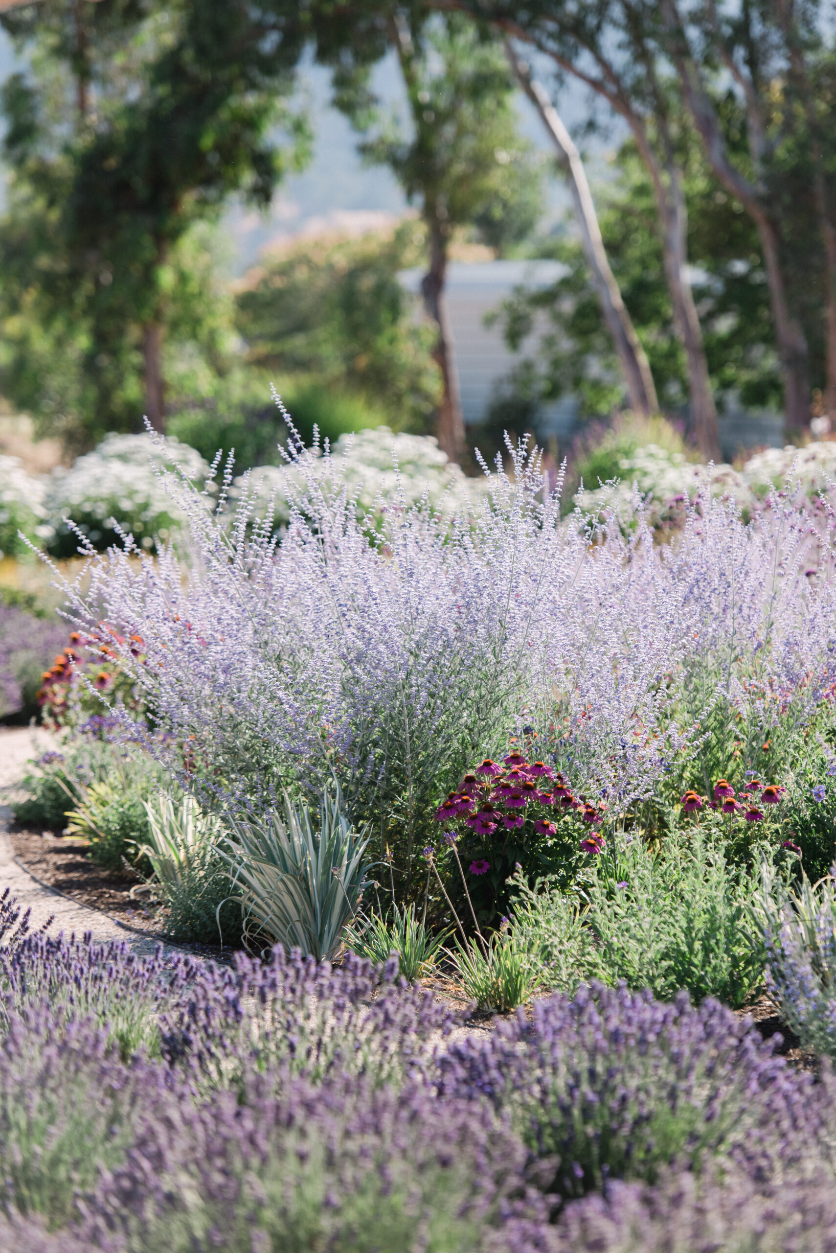 Lavender blooms in the garden. (Photo by Rebecca Gosselin)