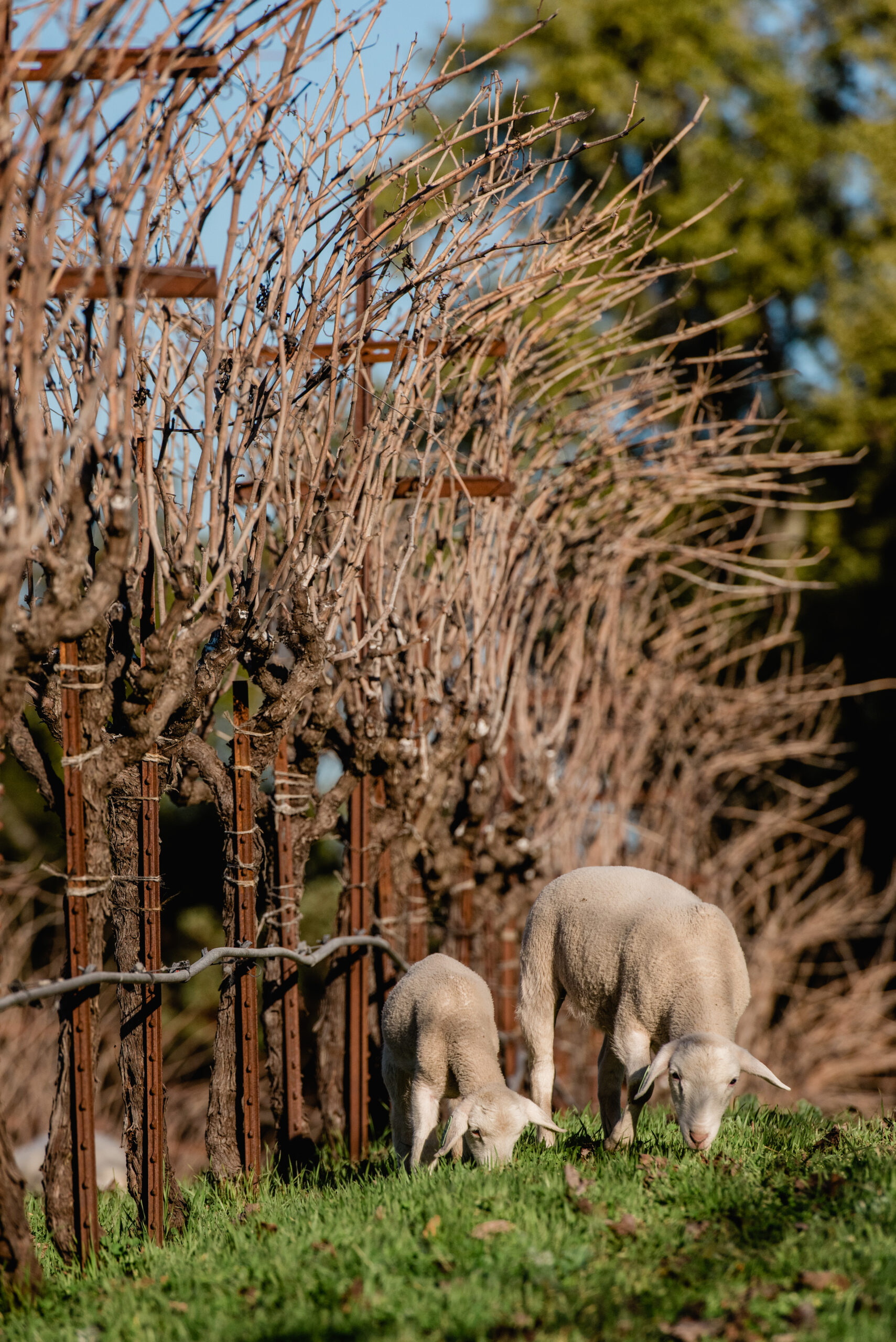 The sheep are raised and live at Benziger Winery (as opposed to being leased).