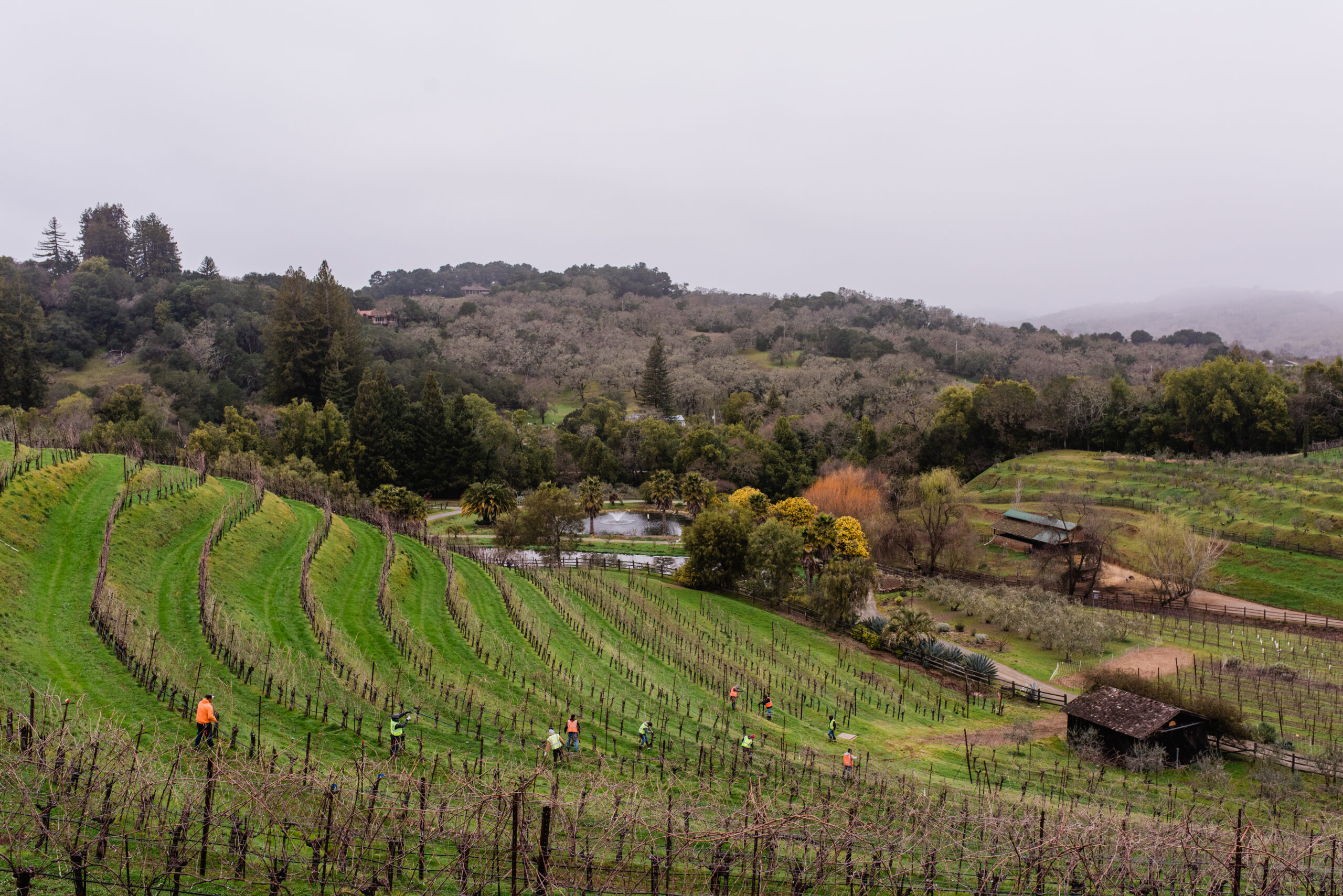 Jimenez Vineyard Mangagement crew works on one of the iconic tiered blocks at Benziger Winery.