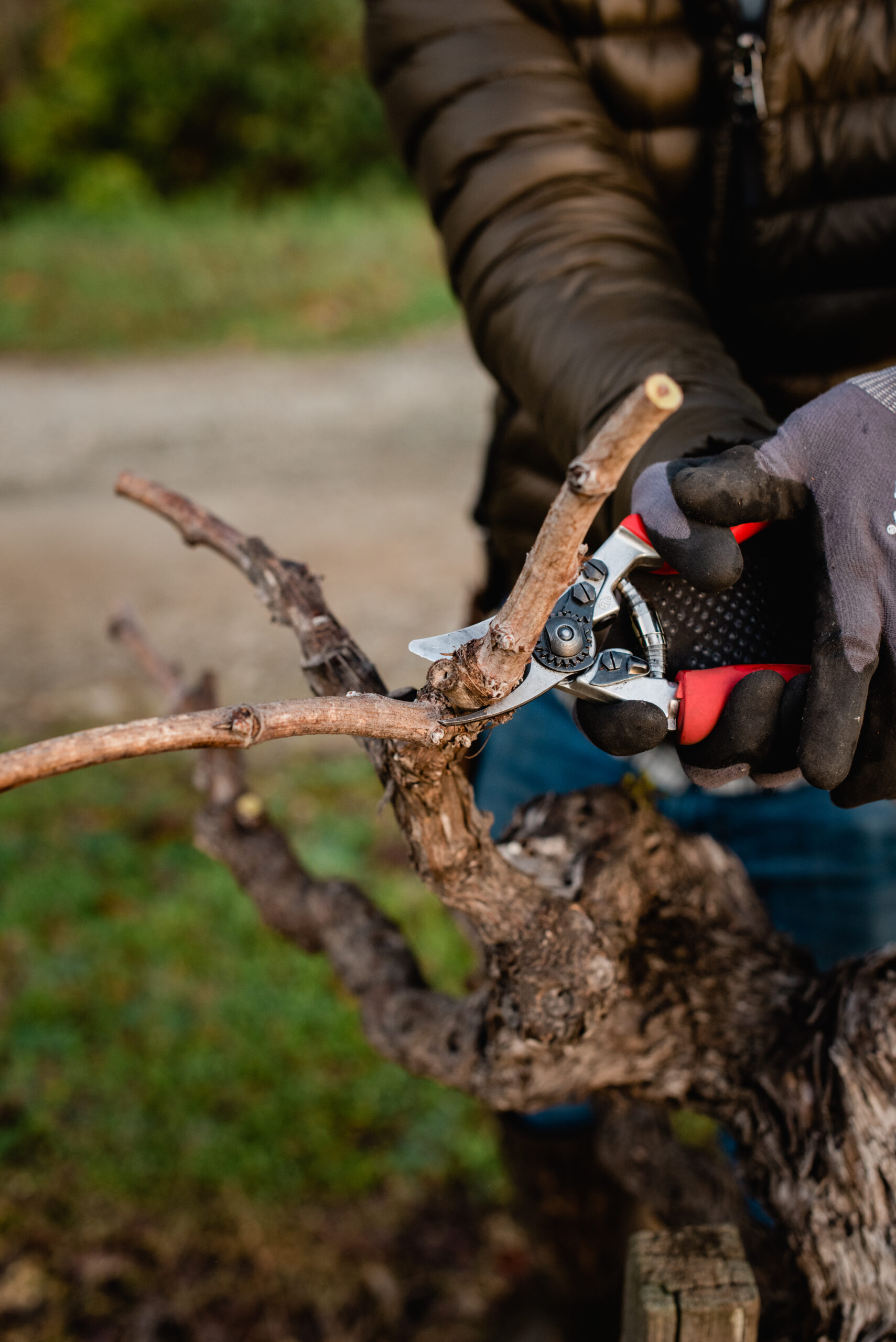 Marco Garcia is Capo Vineyard Manager