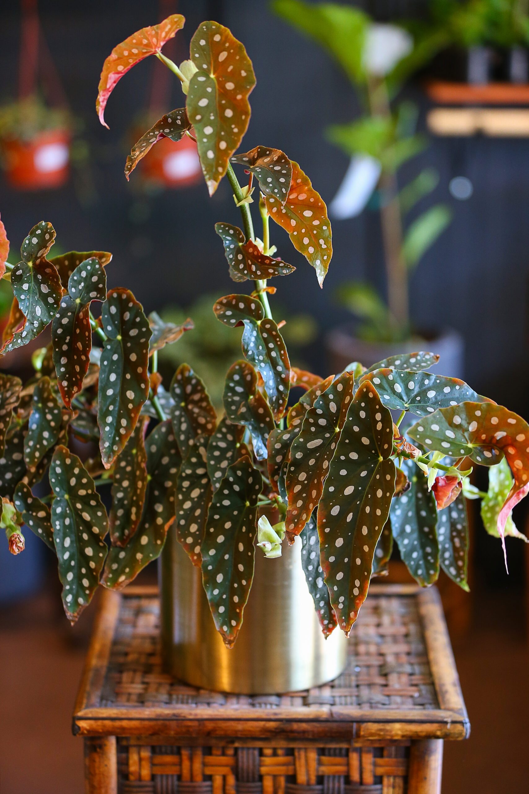 An Angel Wing Begonia at Botany Zhi in Santa Rosa on Friday, May 14, 2021. (Christopher Chung/ The Press Democrat)