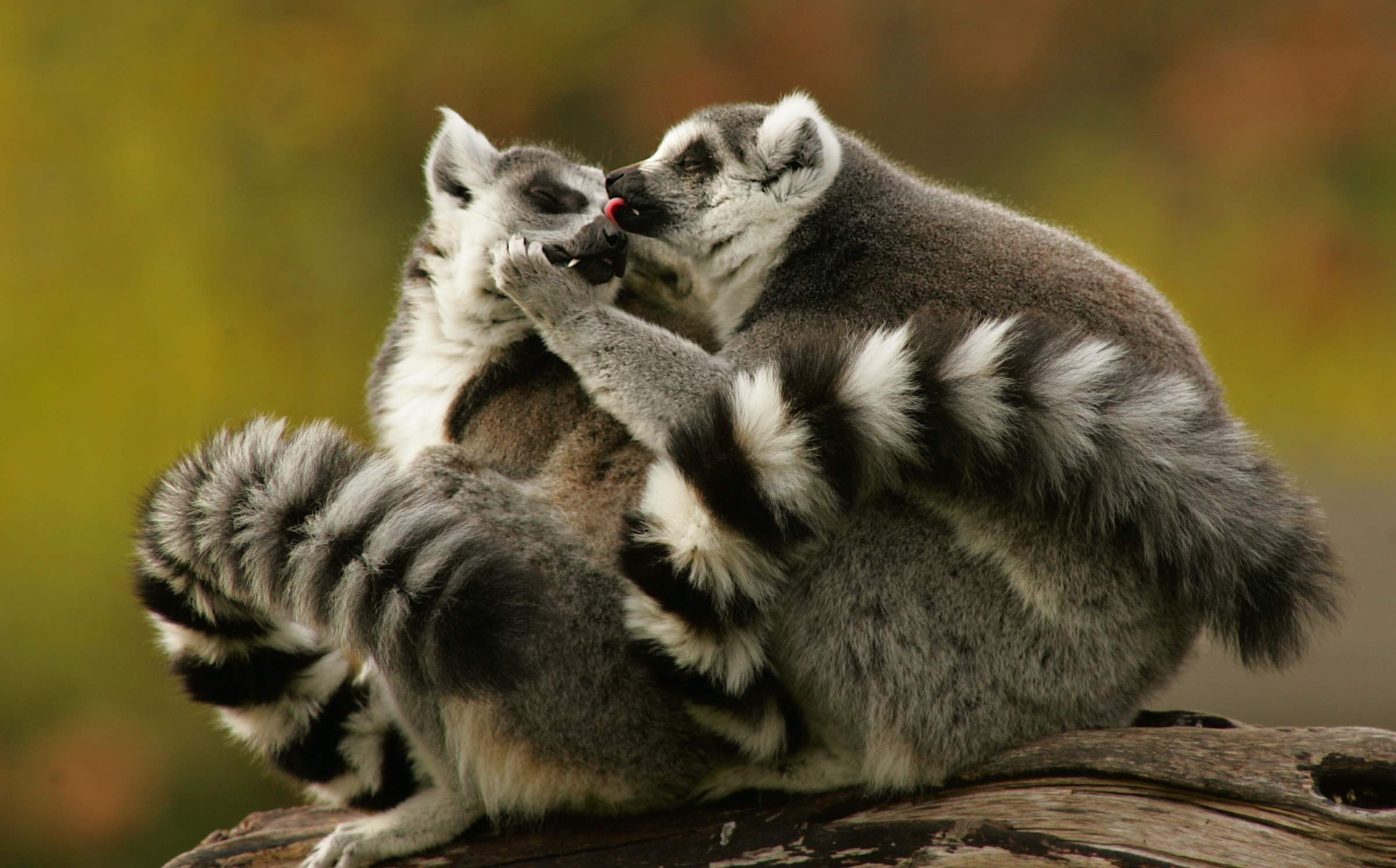 Safari West in Santa Rosa will host its annual Valentine’s Safari Tour on Valentine's Day