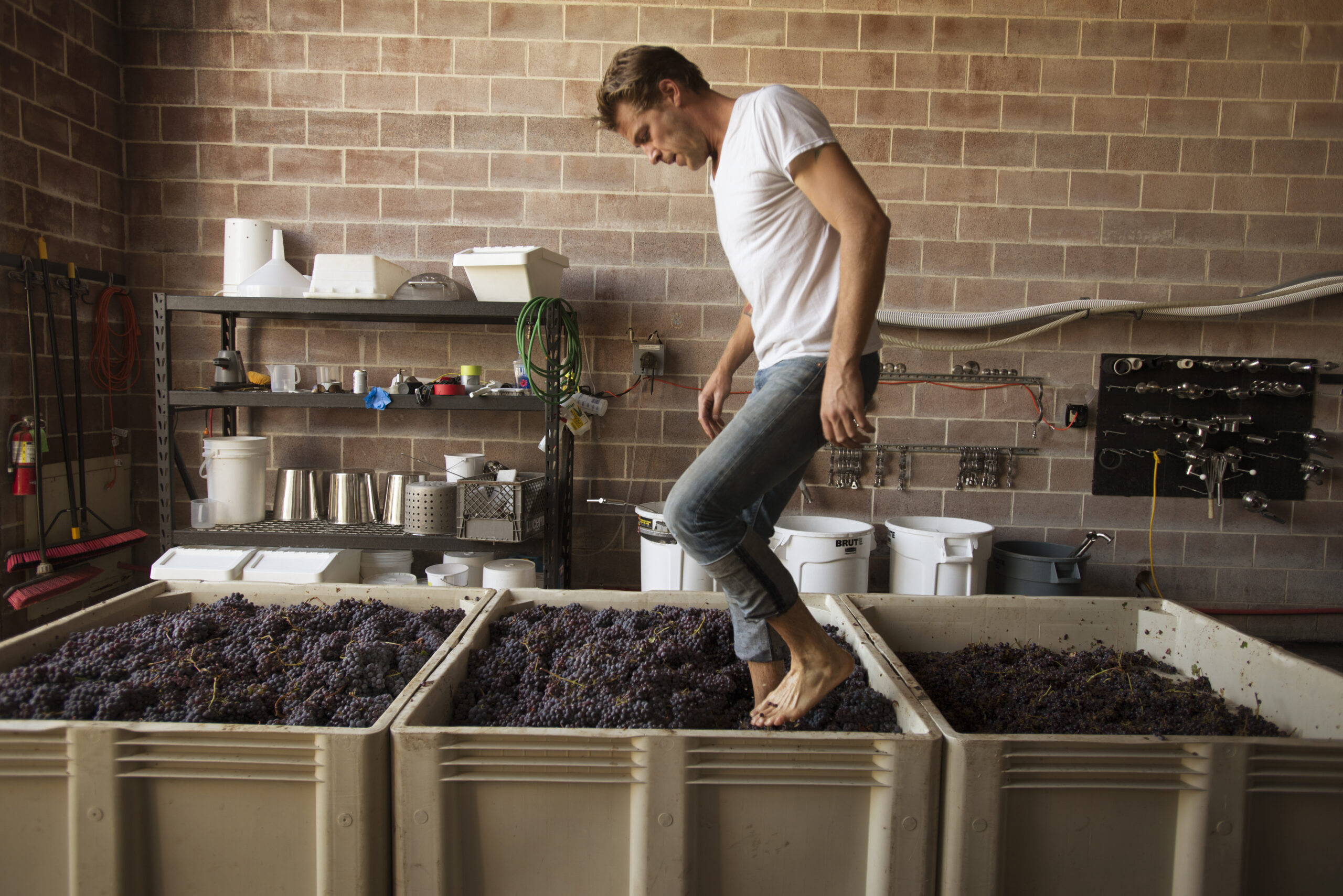 Winemaker and owner Sam Bilbro of Idlewild Wines foot treading Nebbiolo grapes grown at Fox Hill Vineyard in Mendocino County at his winery in Healdsburg, California. September 30, 2016. (Photo: Erik Castro/for The Press Democrat)