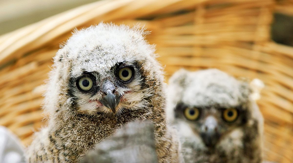 Local Winery Helps Rescue Adorable Baby Owls, Watch the Video Sonoma