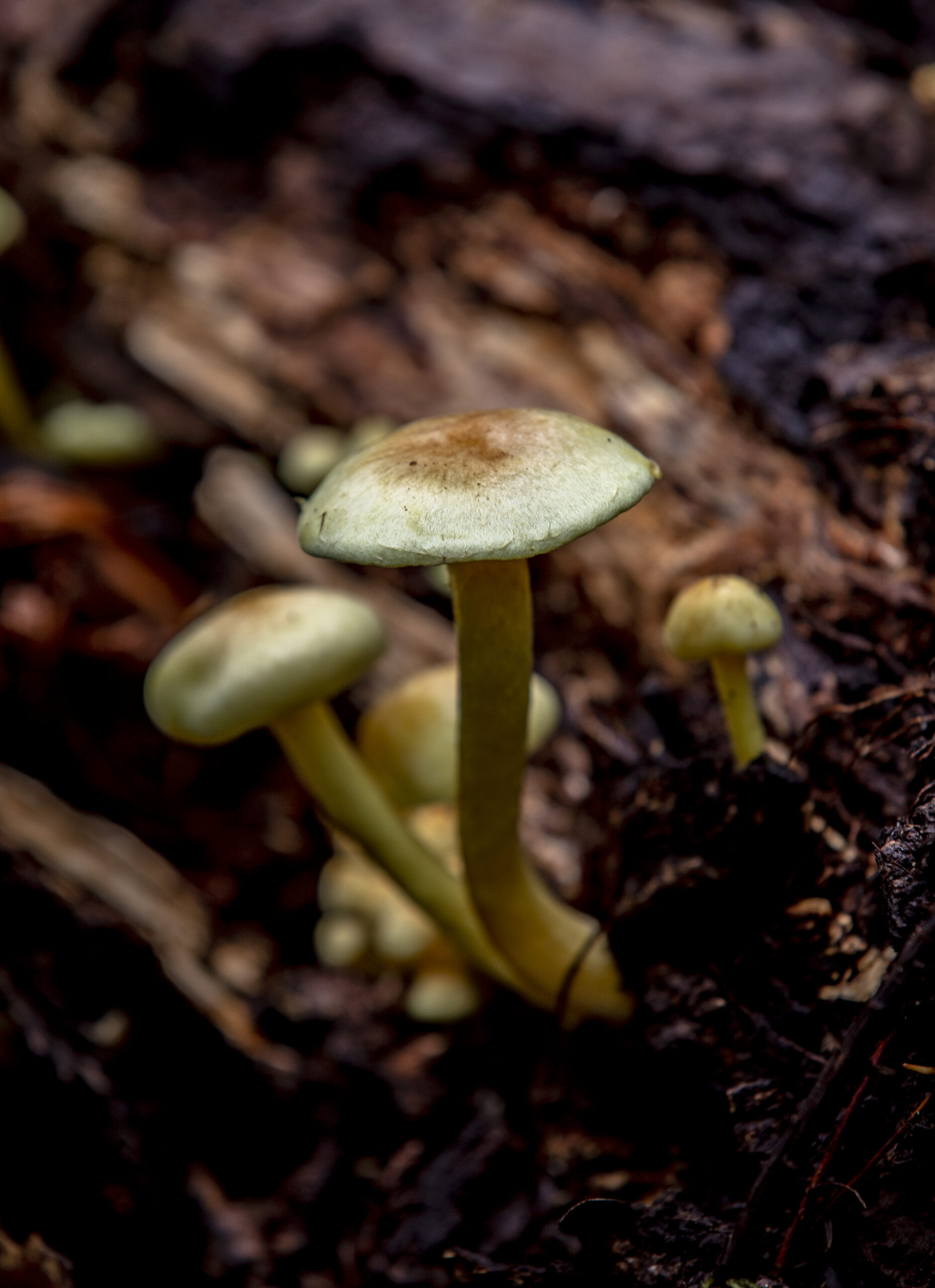 Mushrooms erupt from the forest floor in spring. (Chad Surmick)