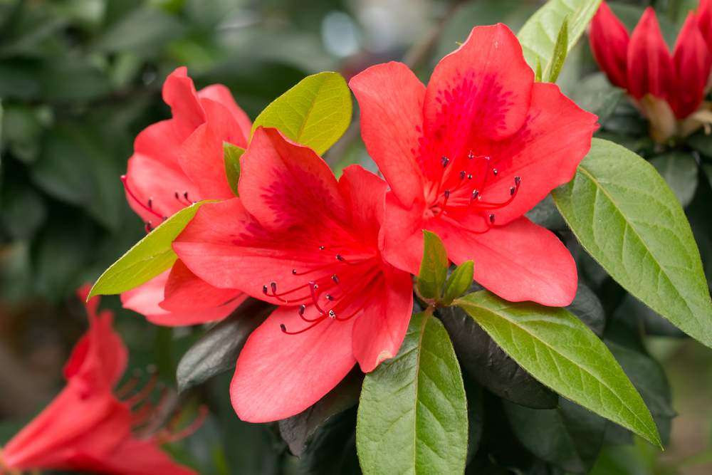 lush rhododendrons at Kruse Rhododendron State Natural Reserve. 