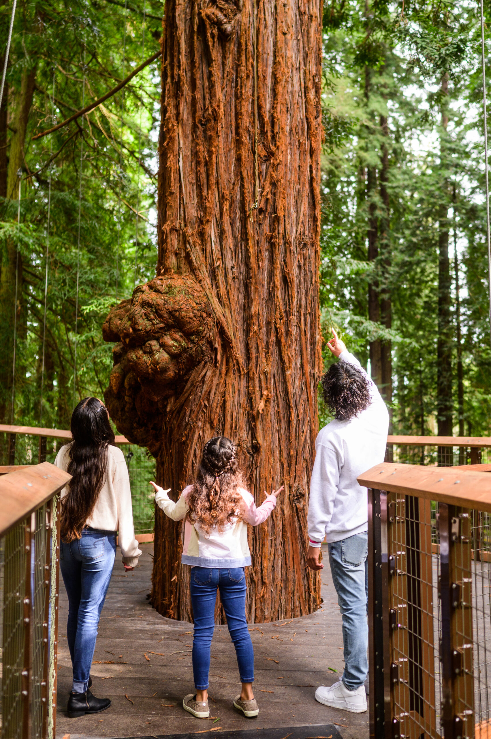 Let the beauty of the North Coast’s landmark redwoods soak into your soul this spring. (Courtesy Eddy Alexander/City of Eureka)