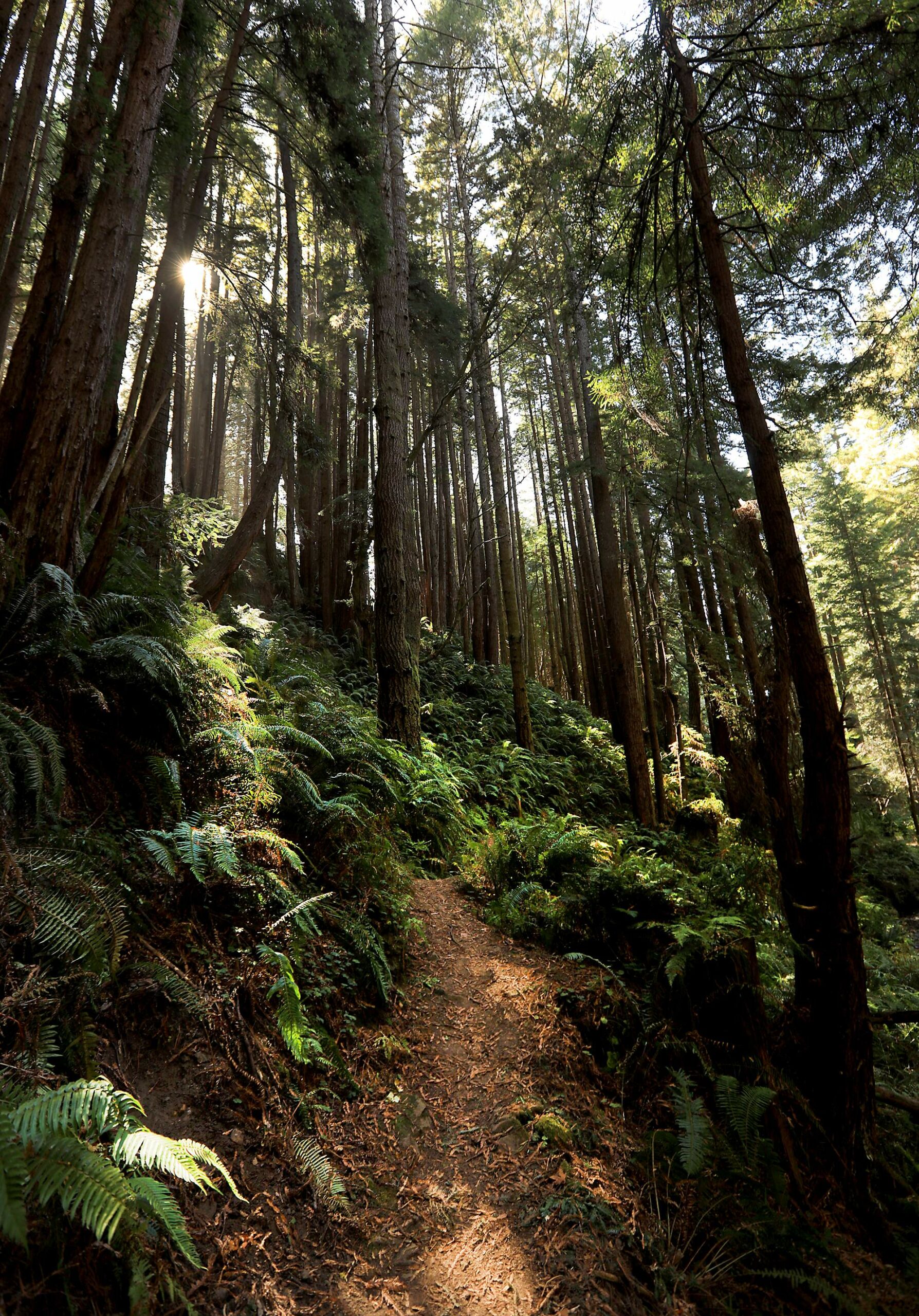 The Canyon Trail at Stillwater Cove Regional Park north of Fort Ross, Monday Oct. 2, 2017. (Kent Porter / The Press Democrat)